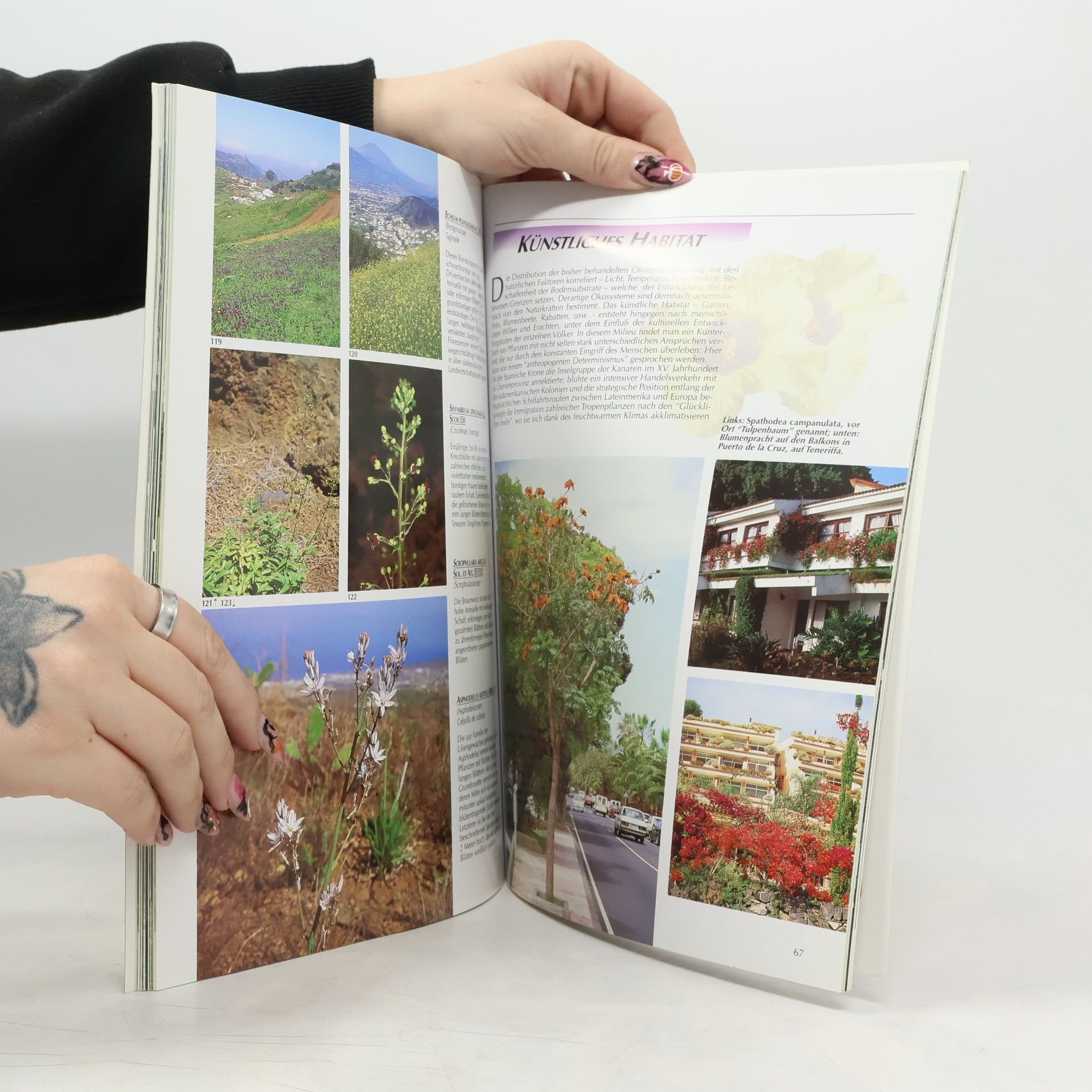 Bruno Foggi Blumenwelt der Kanaren - Deutsche Ausgabe