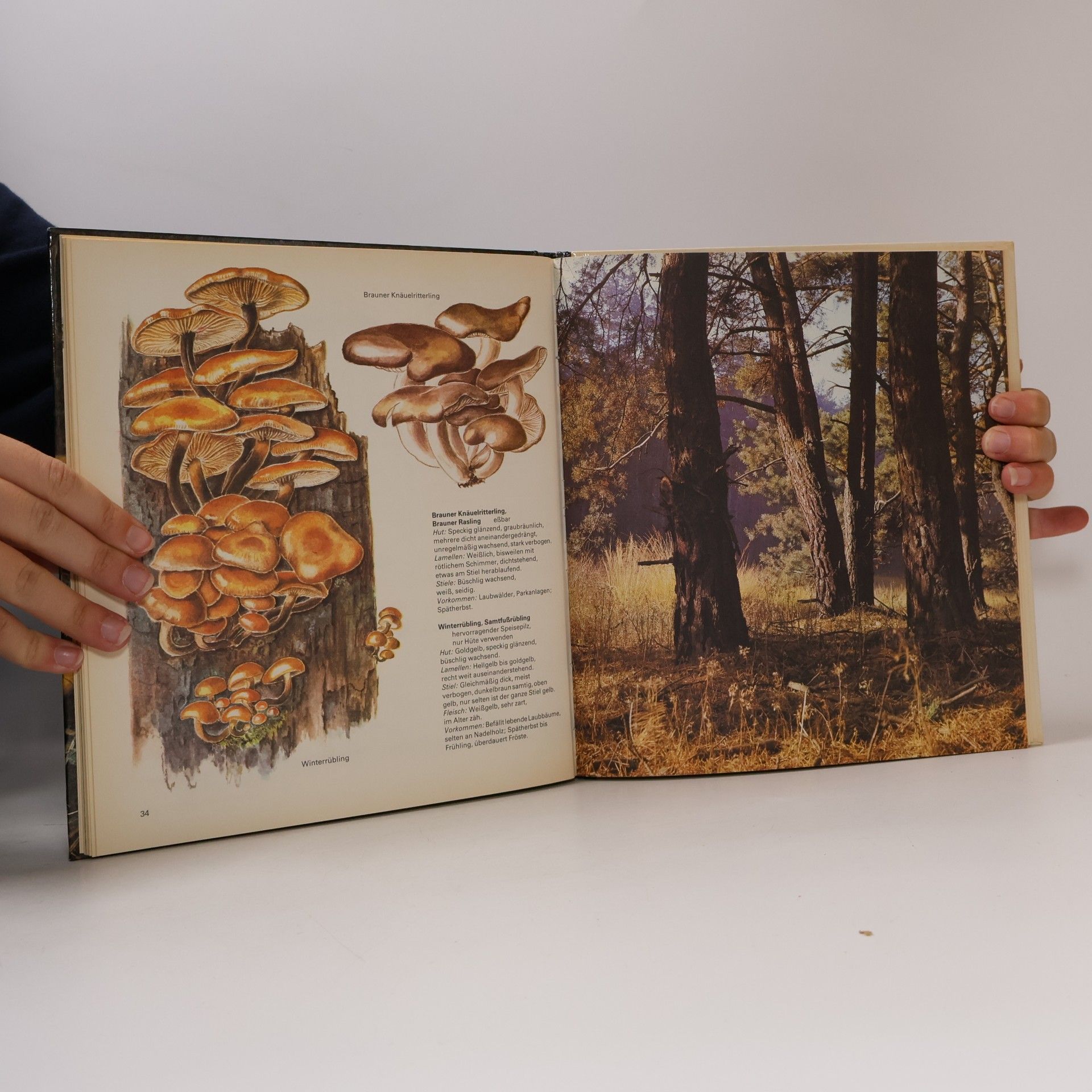 Collectif d'auteurs Pilze