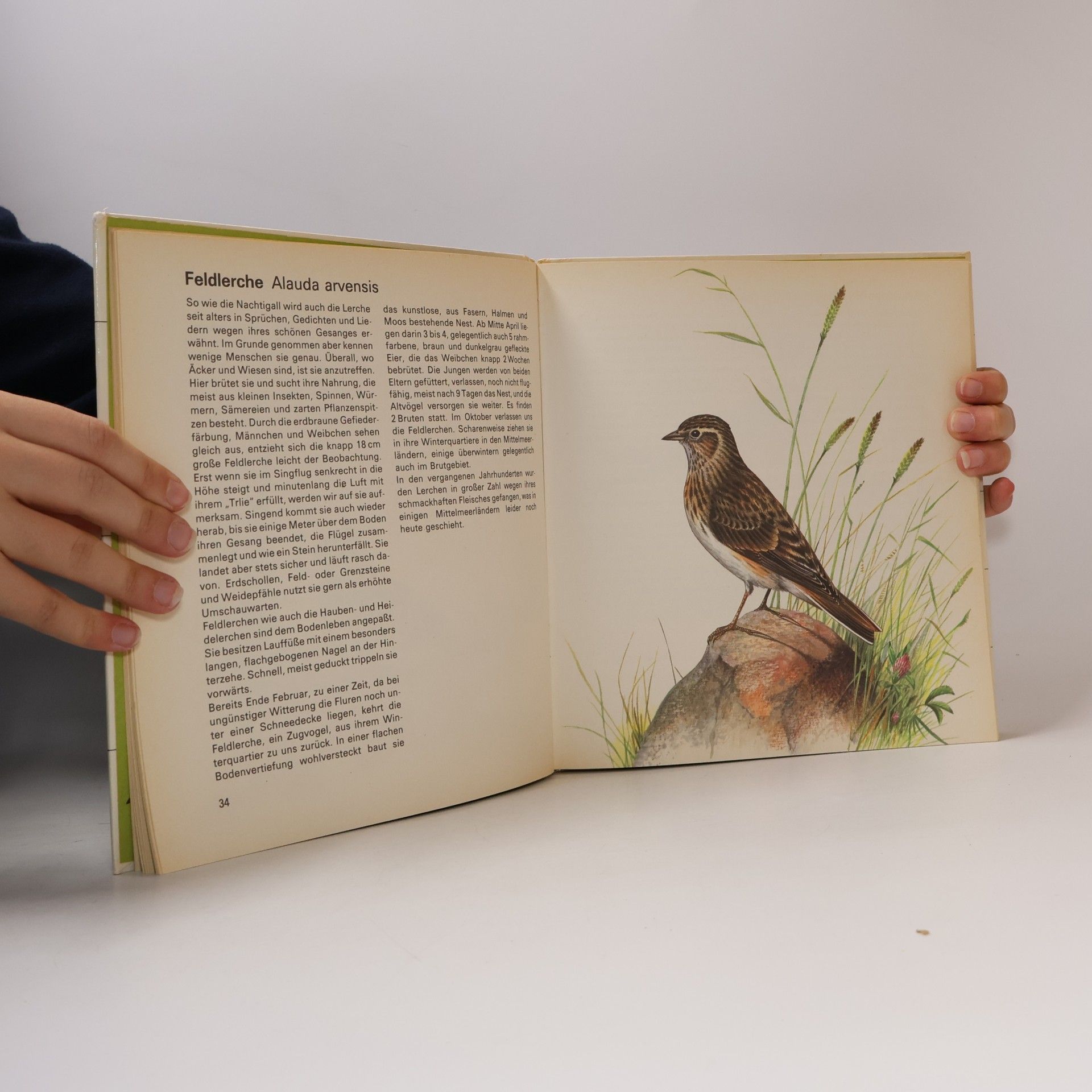 Johannes Breitmeier Amsel, Drossel, Fink und Star