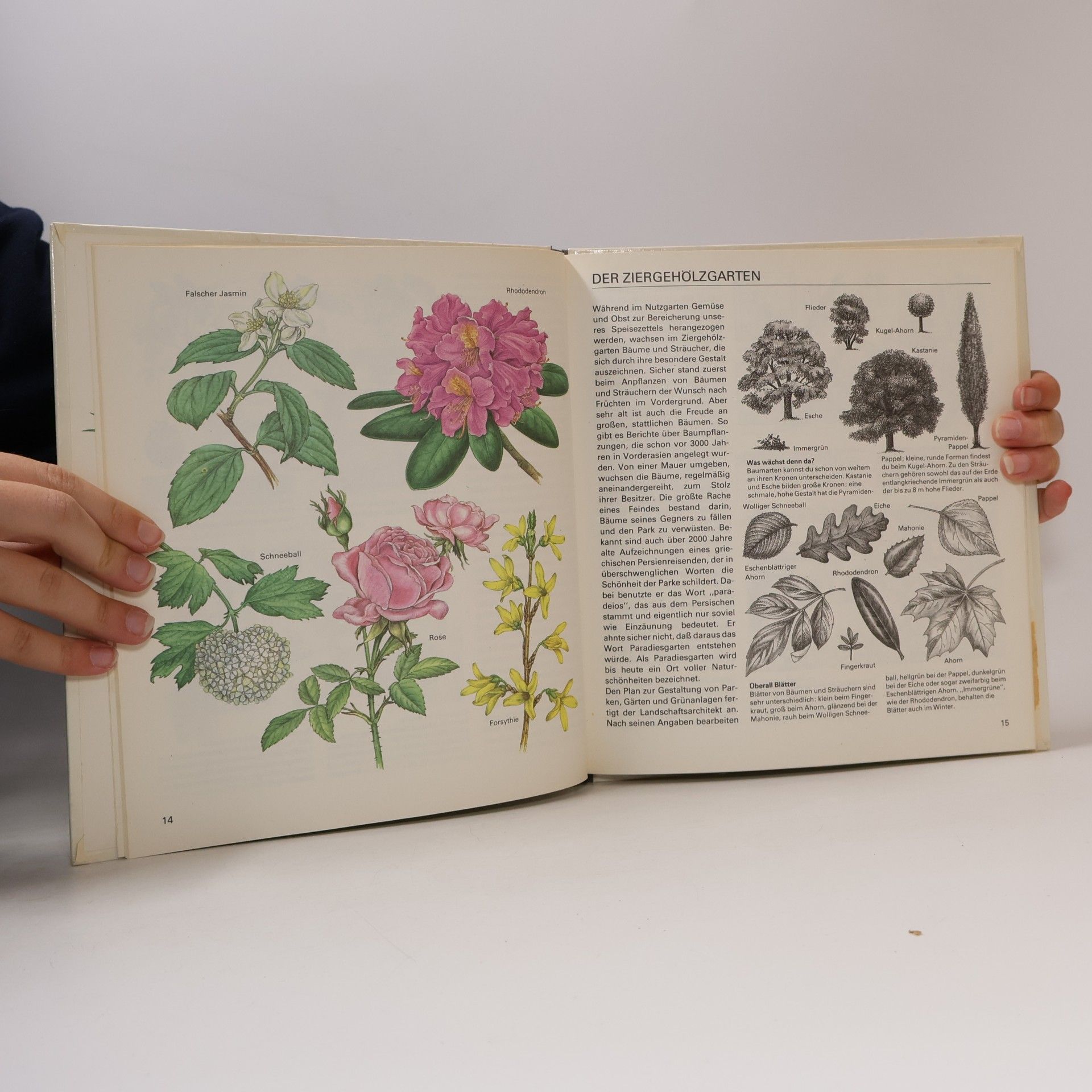 Regine Süsskow Im Garten