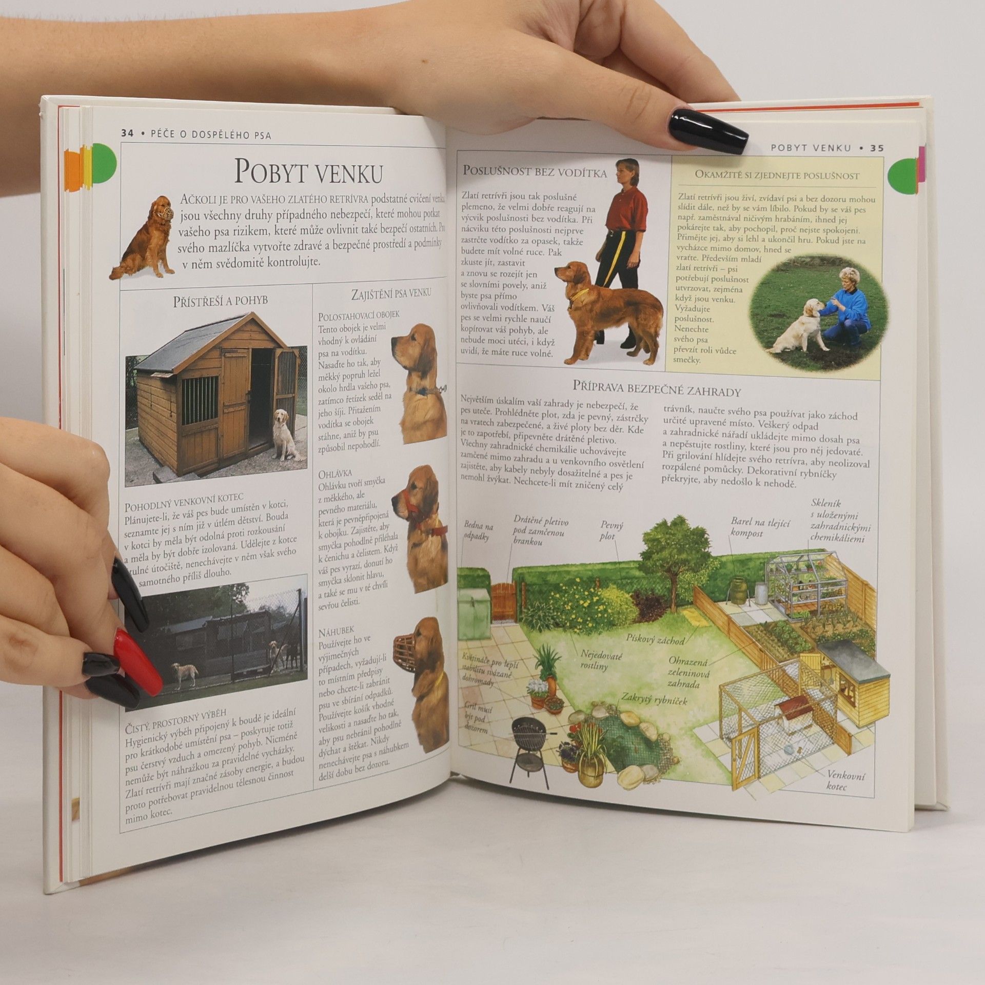 Tracy Morgan Zlatý retrívr