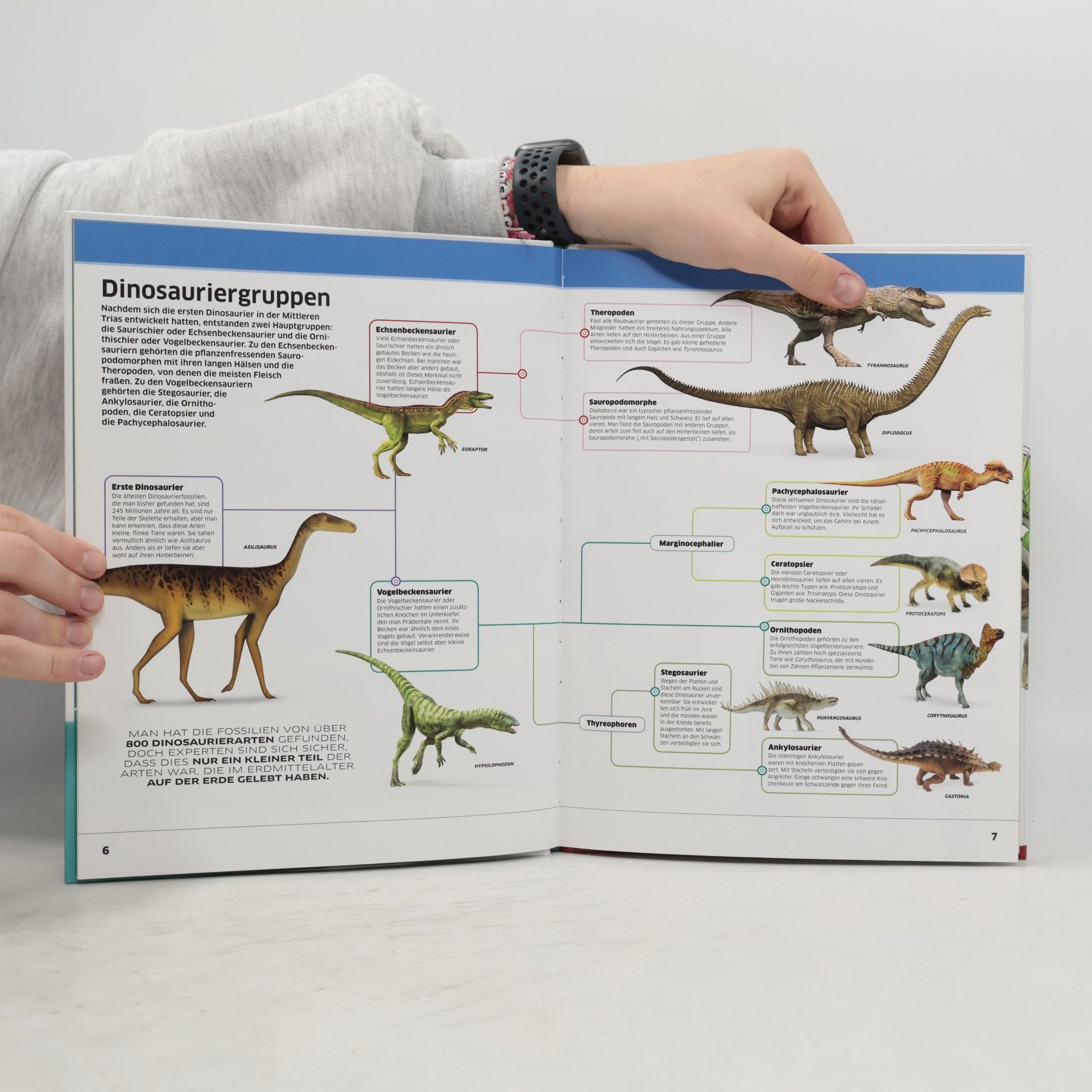 Autorenkollektiv Die Urzeitriesen in spektakulären Bildern Dinosaurier