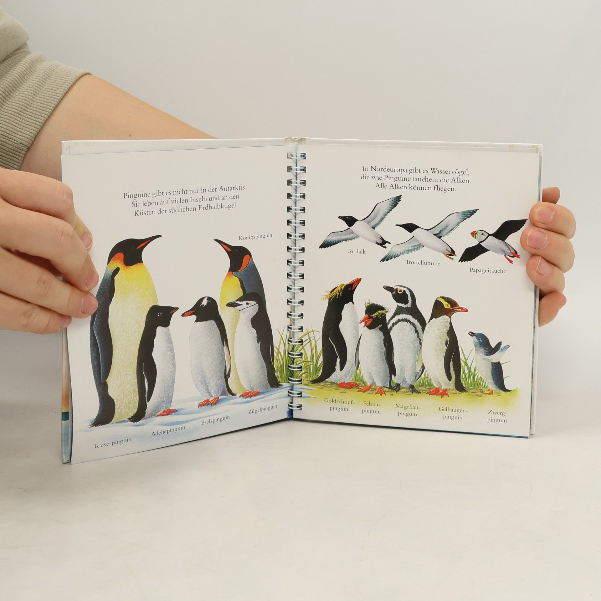 Rene Mettler Der Pinguin