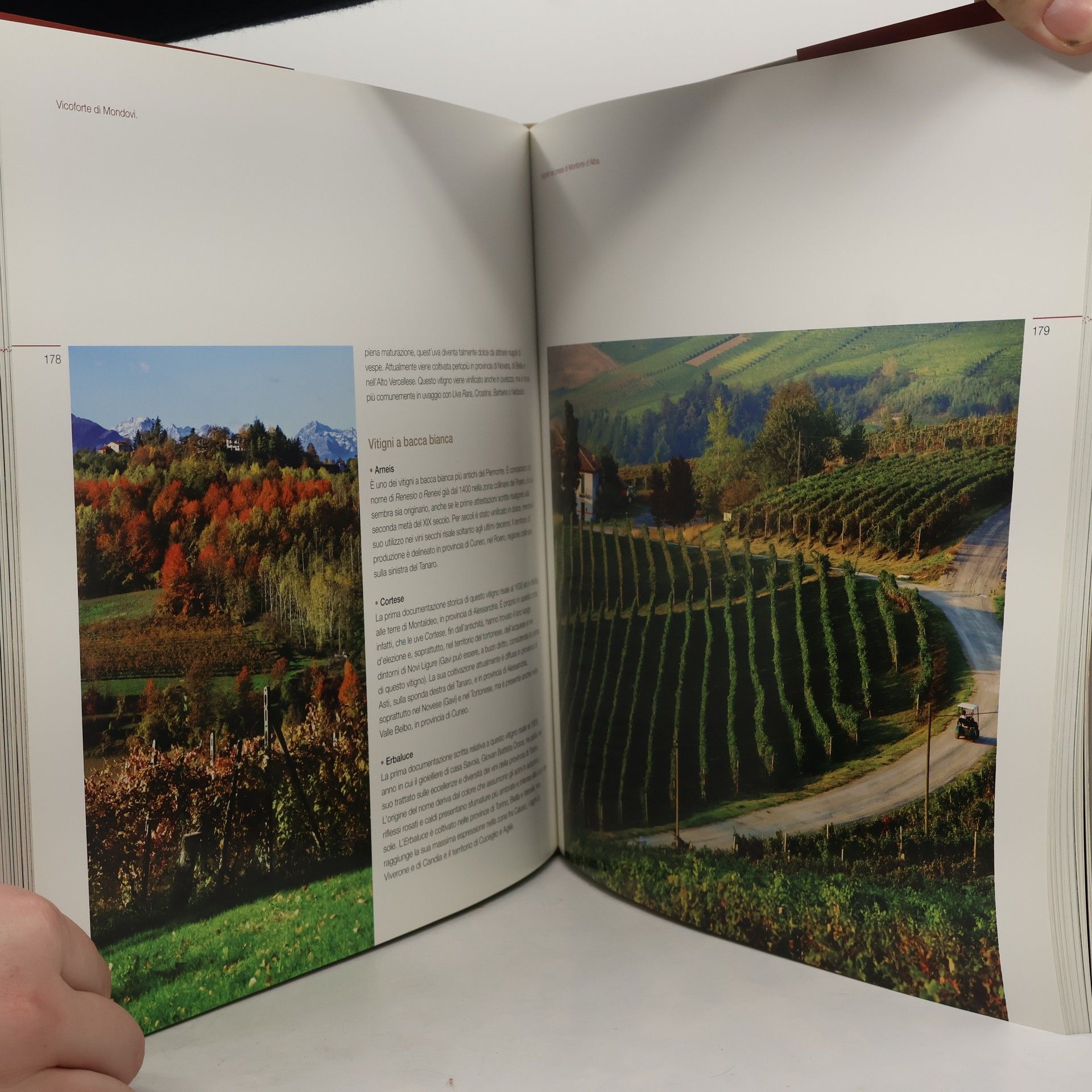 Arte di vino