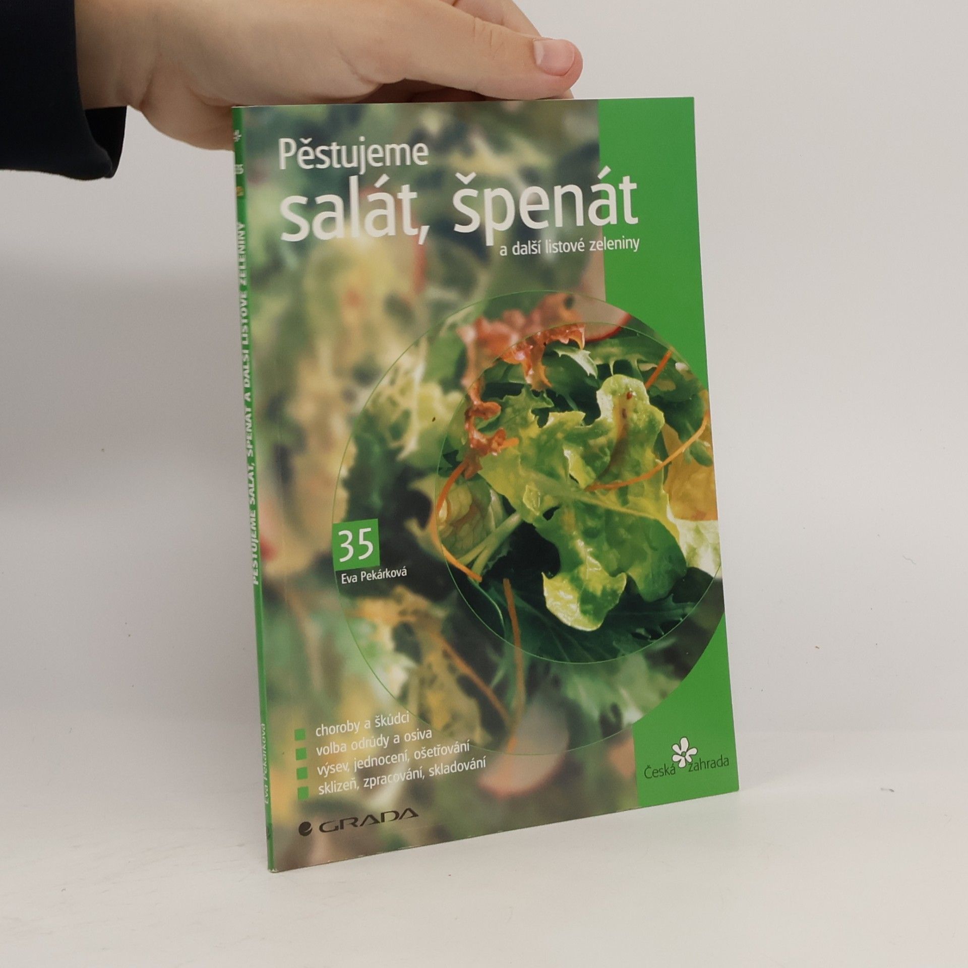 Pěstujeme salát, špenát a další listové zeleniny