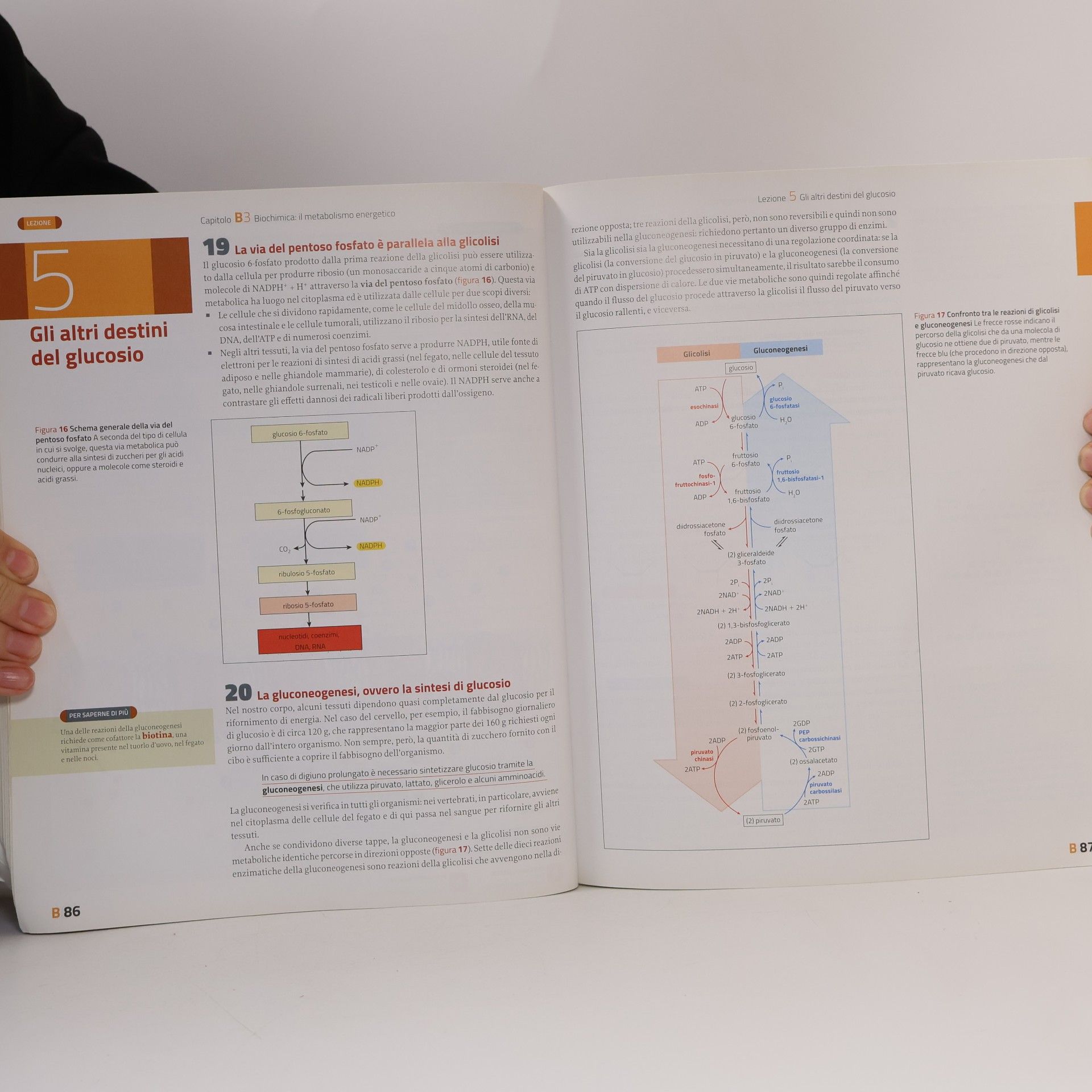 David E. Sadava Il carbonio, gli enzimi, il DNA. Biochimica e biotecnologie. Per le scuole superiori. Con contenuto digitale (fornito elettronicamente)