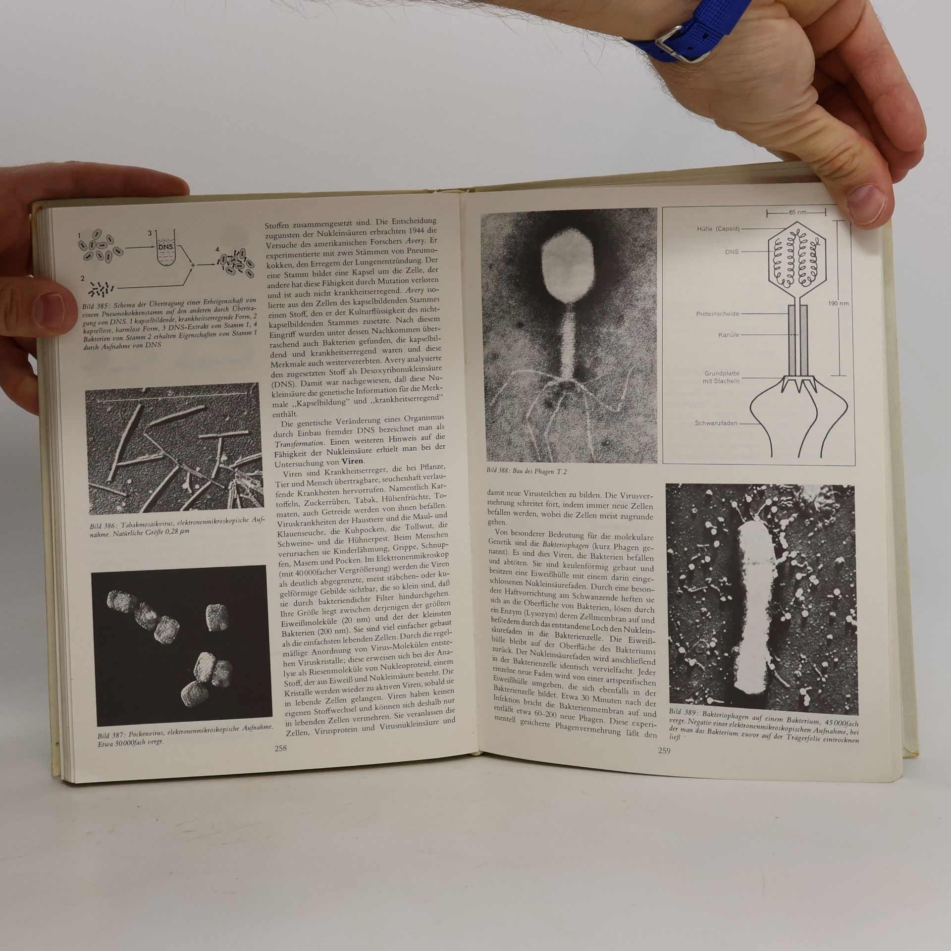 Hermann Linder Biologie