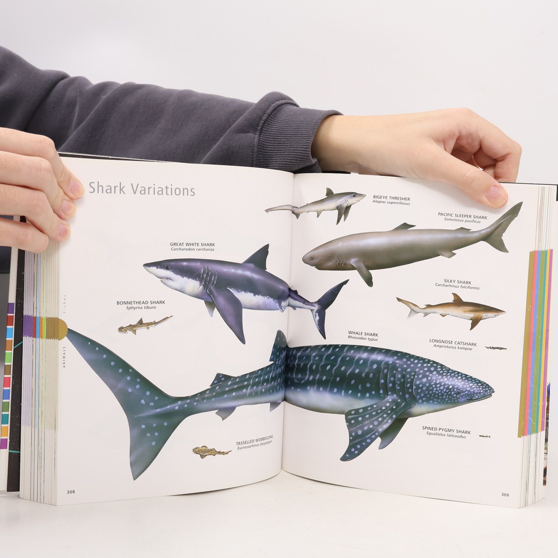 Weldon Owen Encyclopedia of Discovery: Visual Dictionary Space Planet Earth Animals Countries