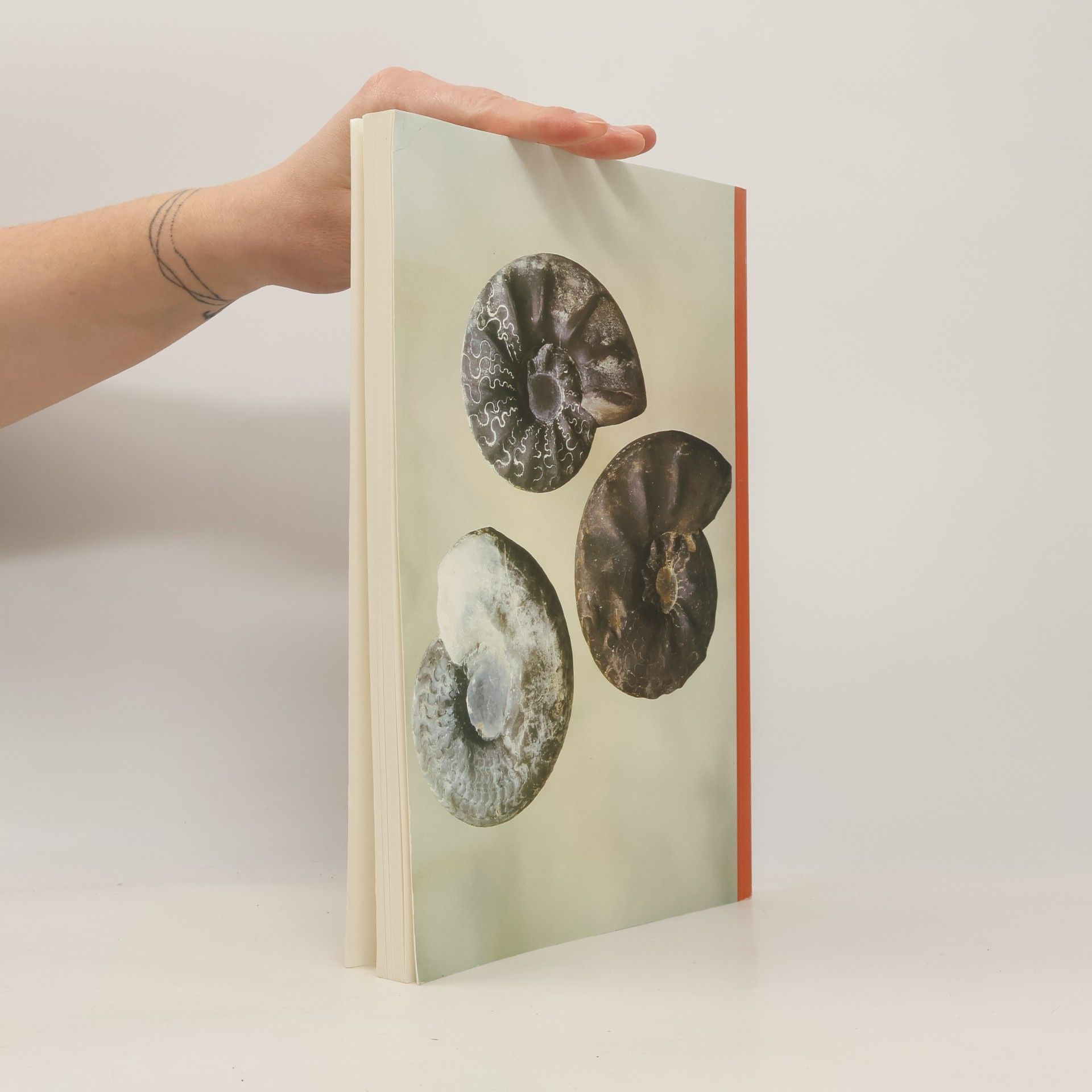 Kurt Peter Flohr Sonderveröffentlichungen des Naturwissenschaftlichen und Historischen Vereins für das Land Lippe: Fossile Fauna des oberen Muschelkalkes in Ostwestfalen-Lippe