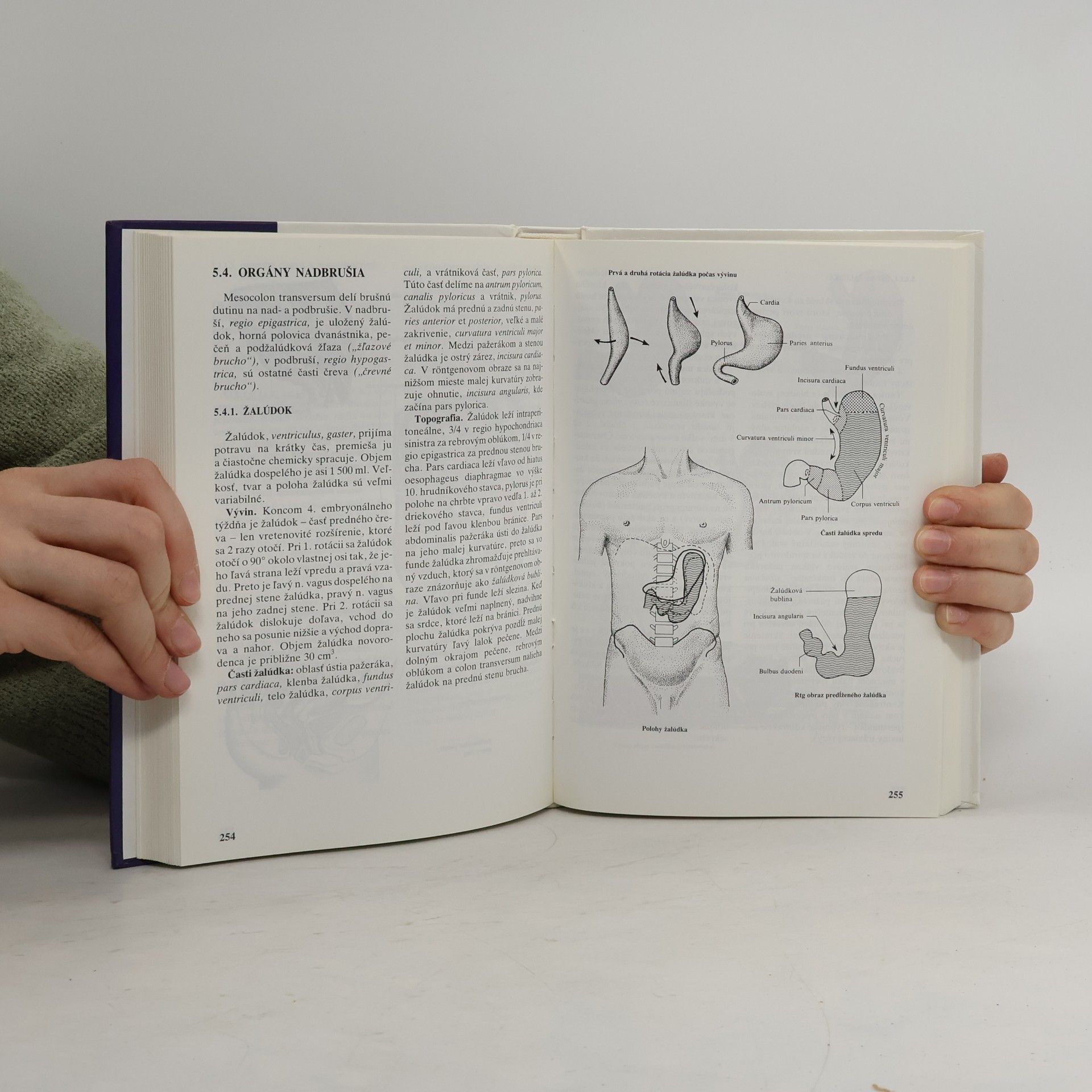 Gert-Horst Schumacher Anatómia pre stomatológov : učebnica a atlas. 2. diel