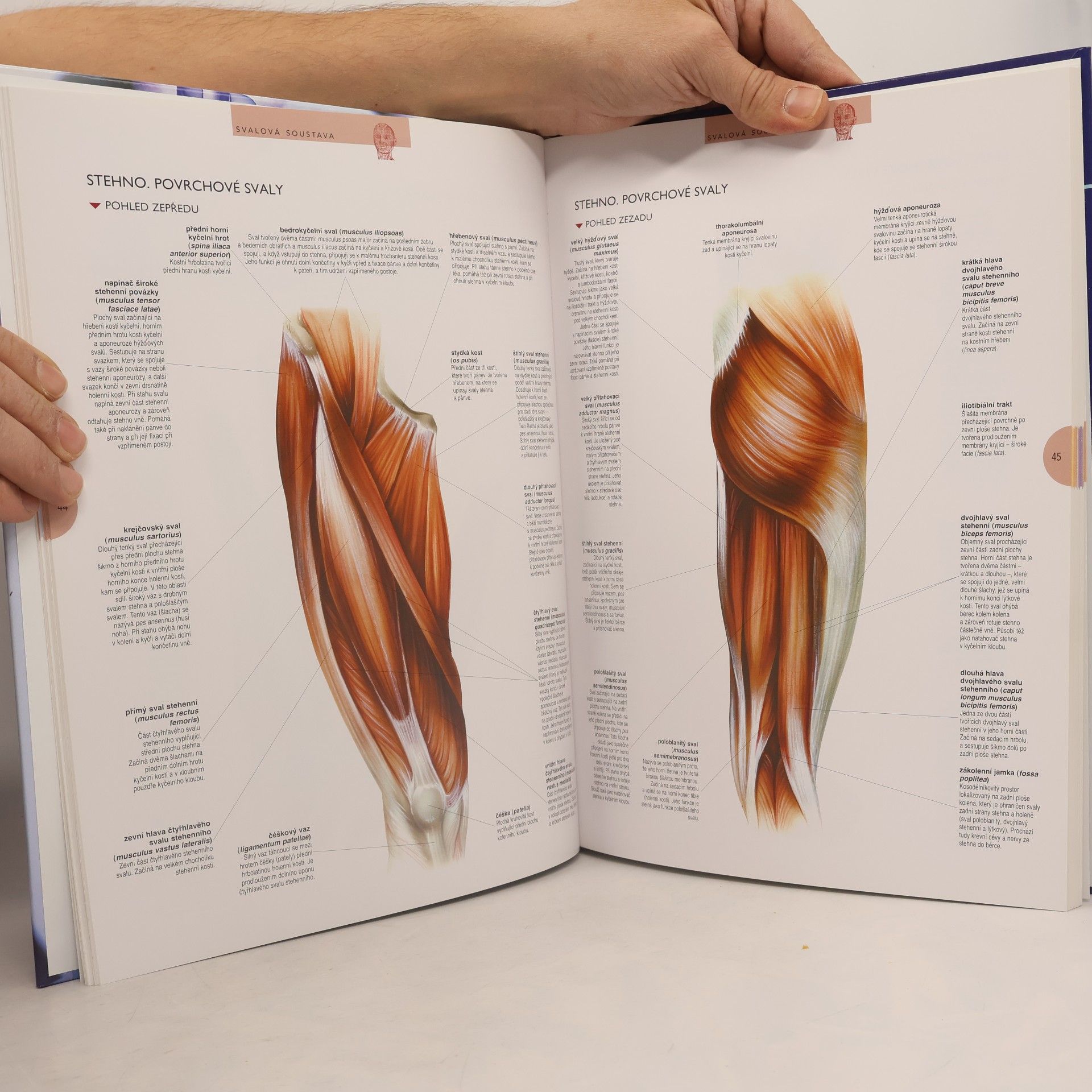 Various authors Atlas lidského těla