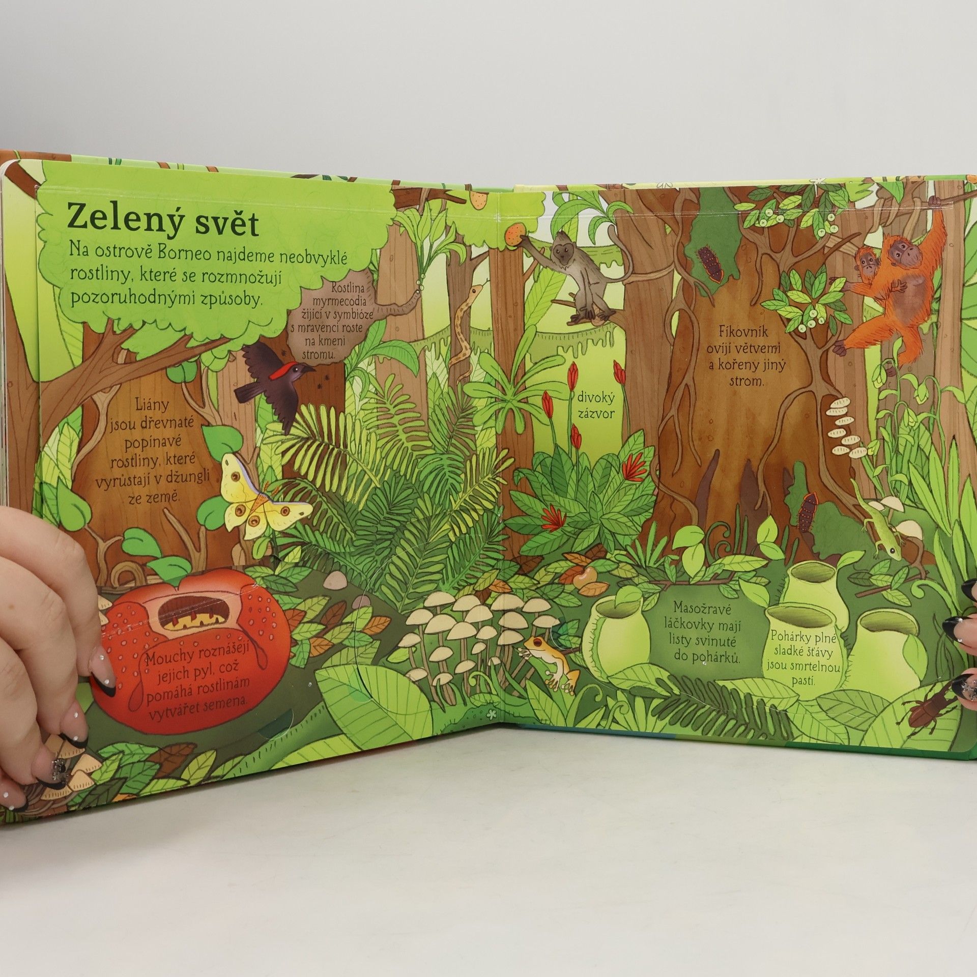Minna Lacey Džungle - Podívej se pod obrázek