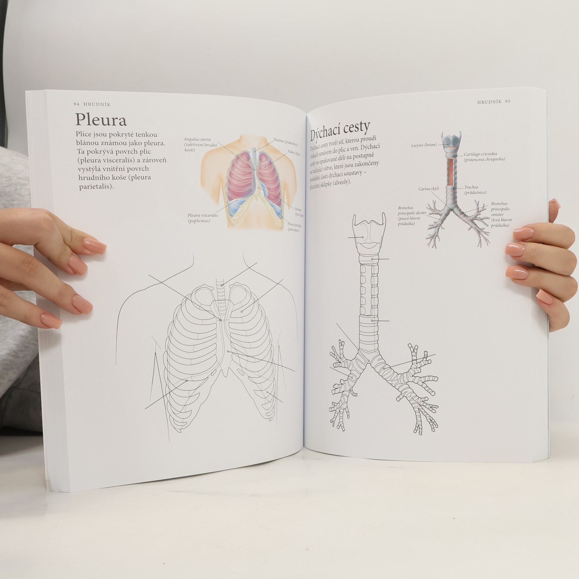 Evelína Kovácsová Vybarvěte si lidské tělo : anatomie - 215 ilustrací s popisky