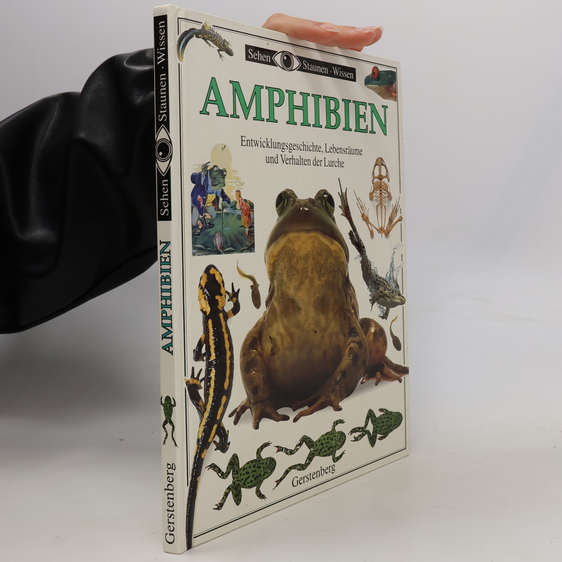Amphibien