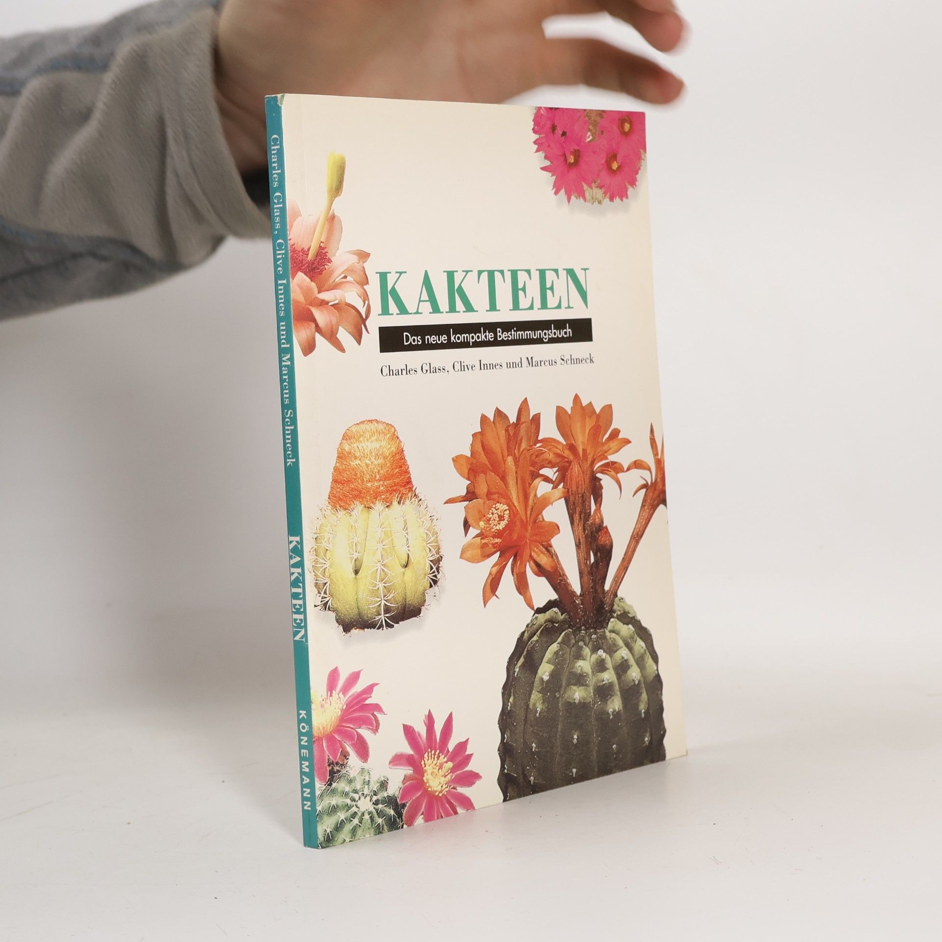 Kakteen