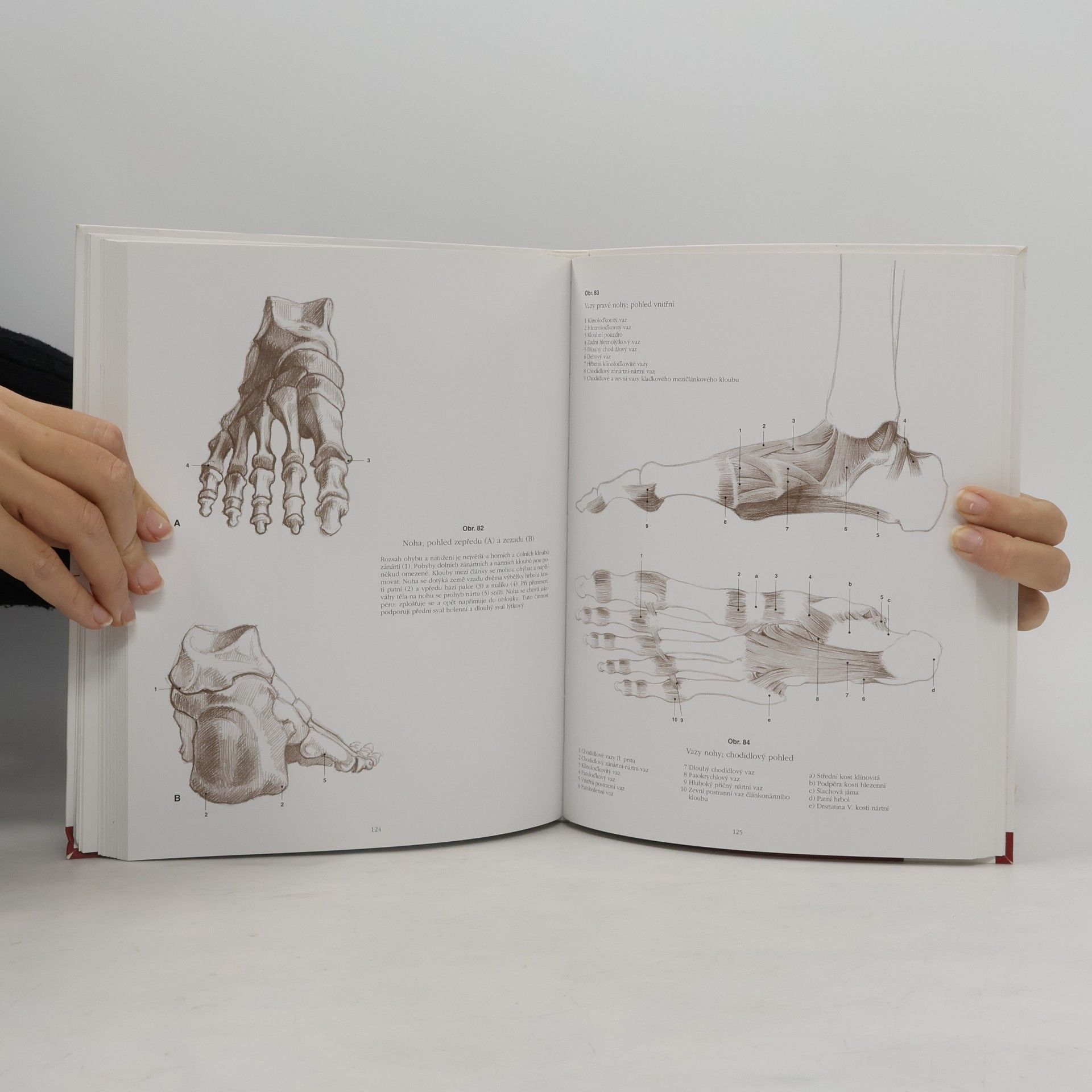 Kateřina Ševčíková Anatomie pro výtvarníky. Člověk