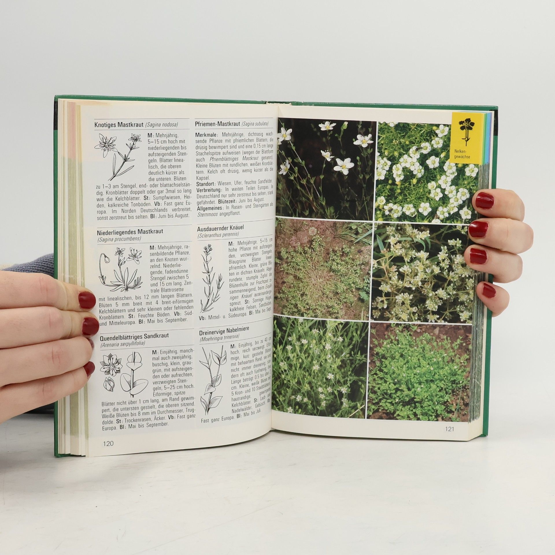 Kolektiv autorů Wildblumen