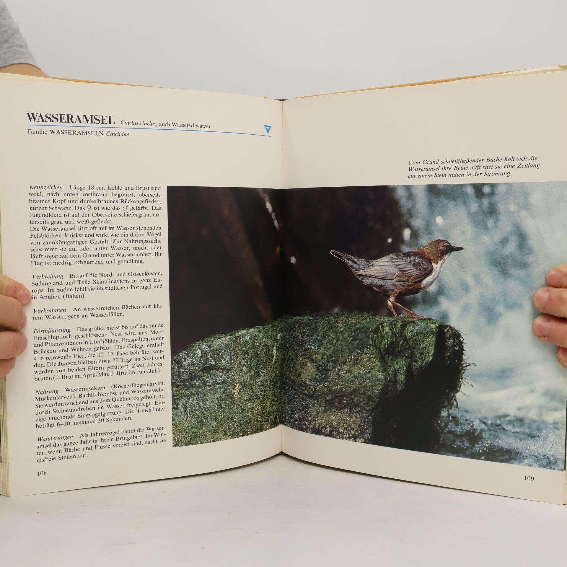 Siegfried Höher Wunderbare und geheimnisvolle Welt der Vögel