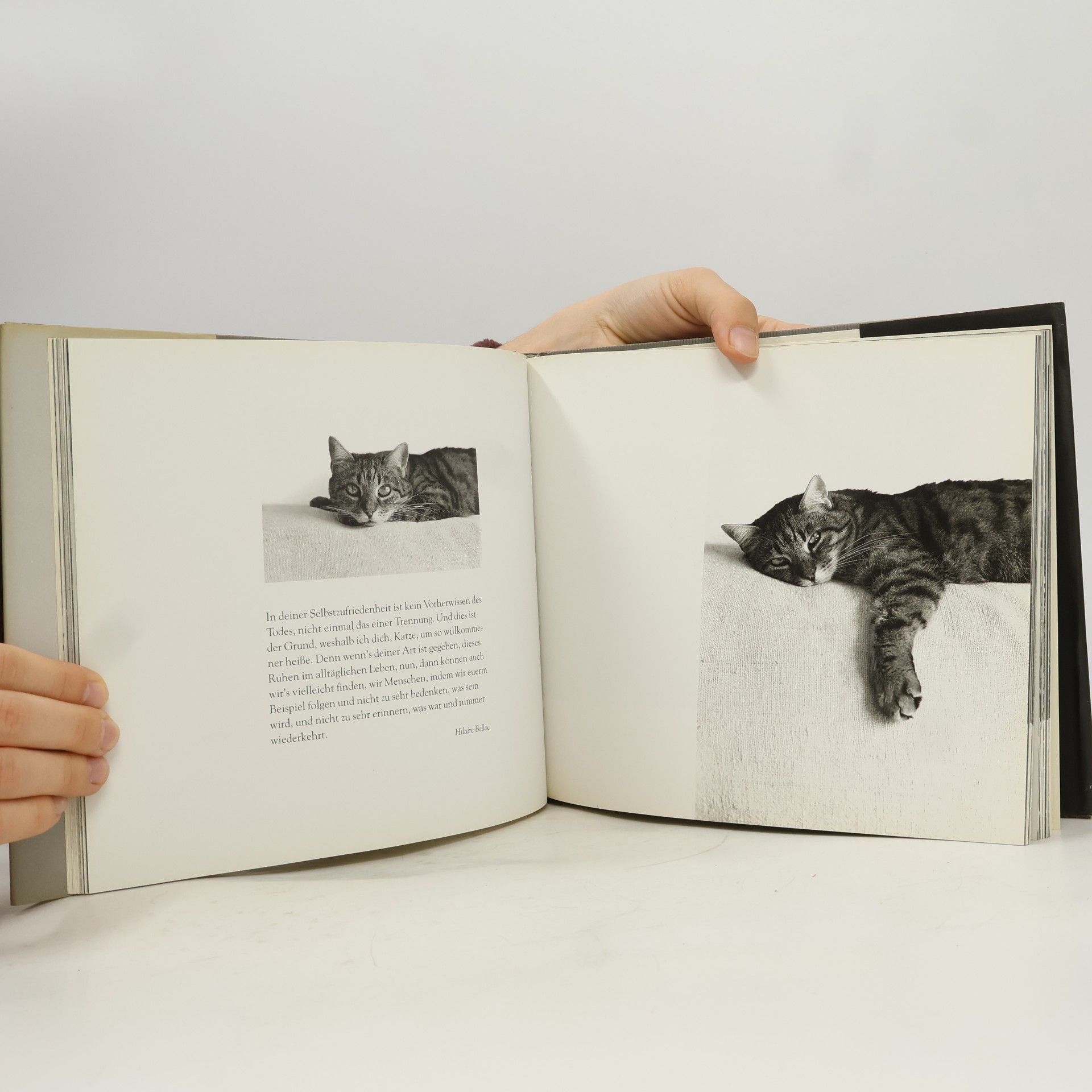 Isolde Ohlbaum Katzen
