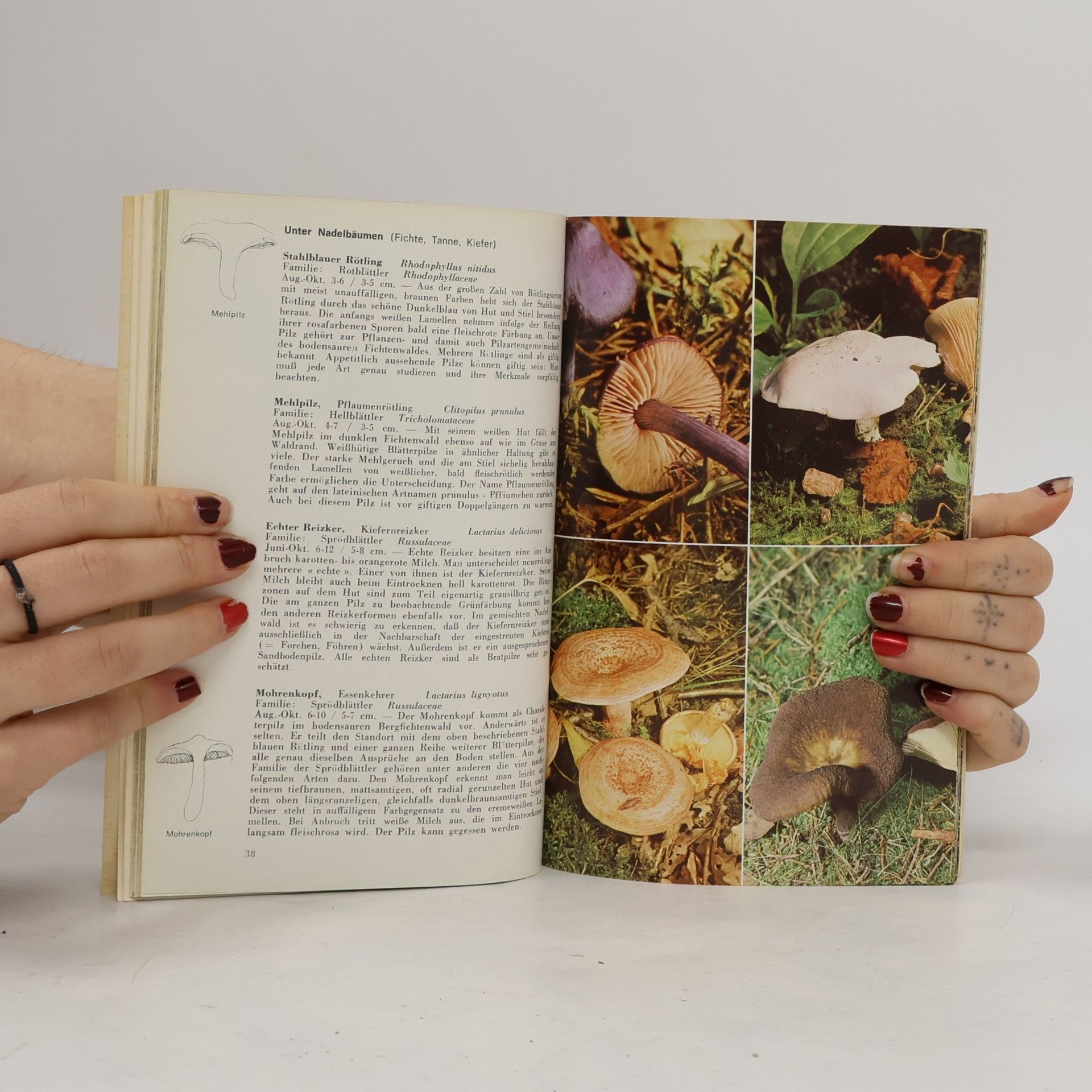 Hans Haas Pilze in Wald und Flur