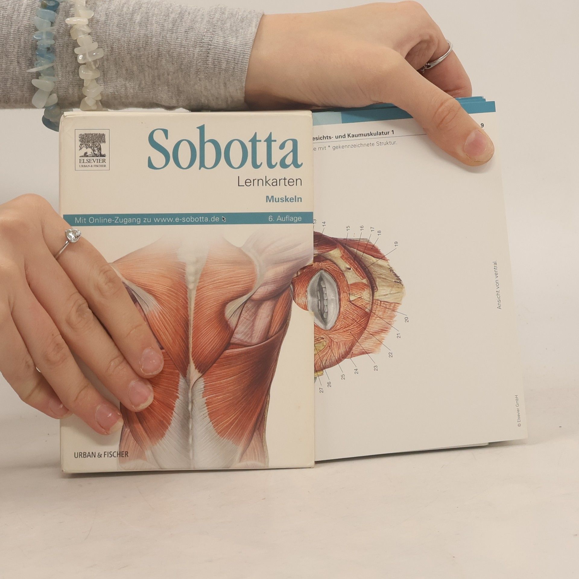 Falk Stirkat Sobotta - Lernkarten - 6. Auflage