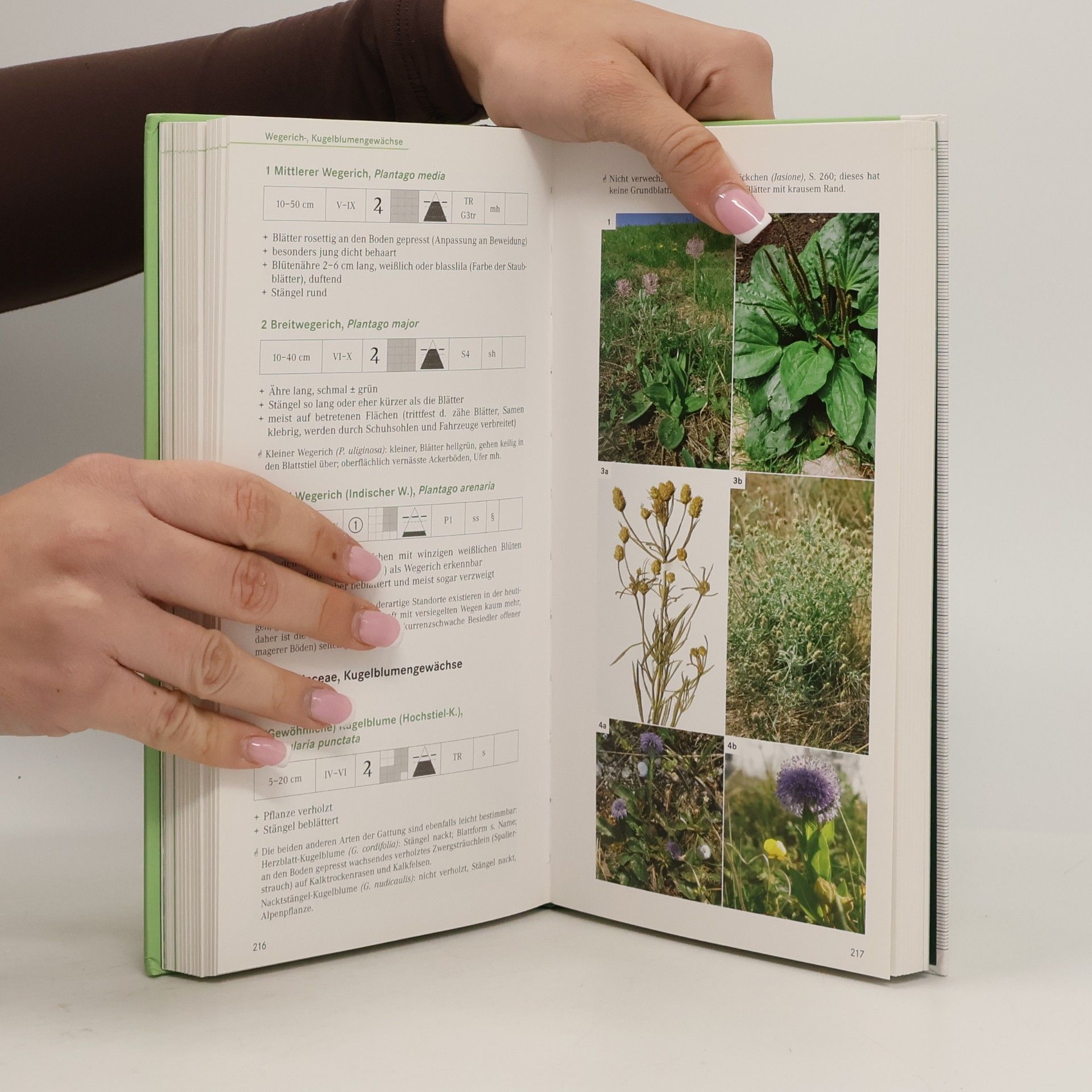 Ökologische Flora, Niederösterreichs Wildpflanzen entdecken und bestimmen
