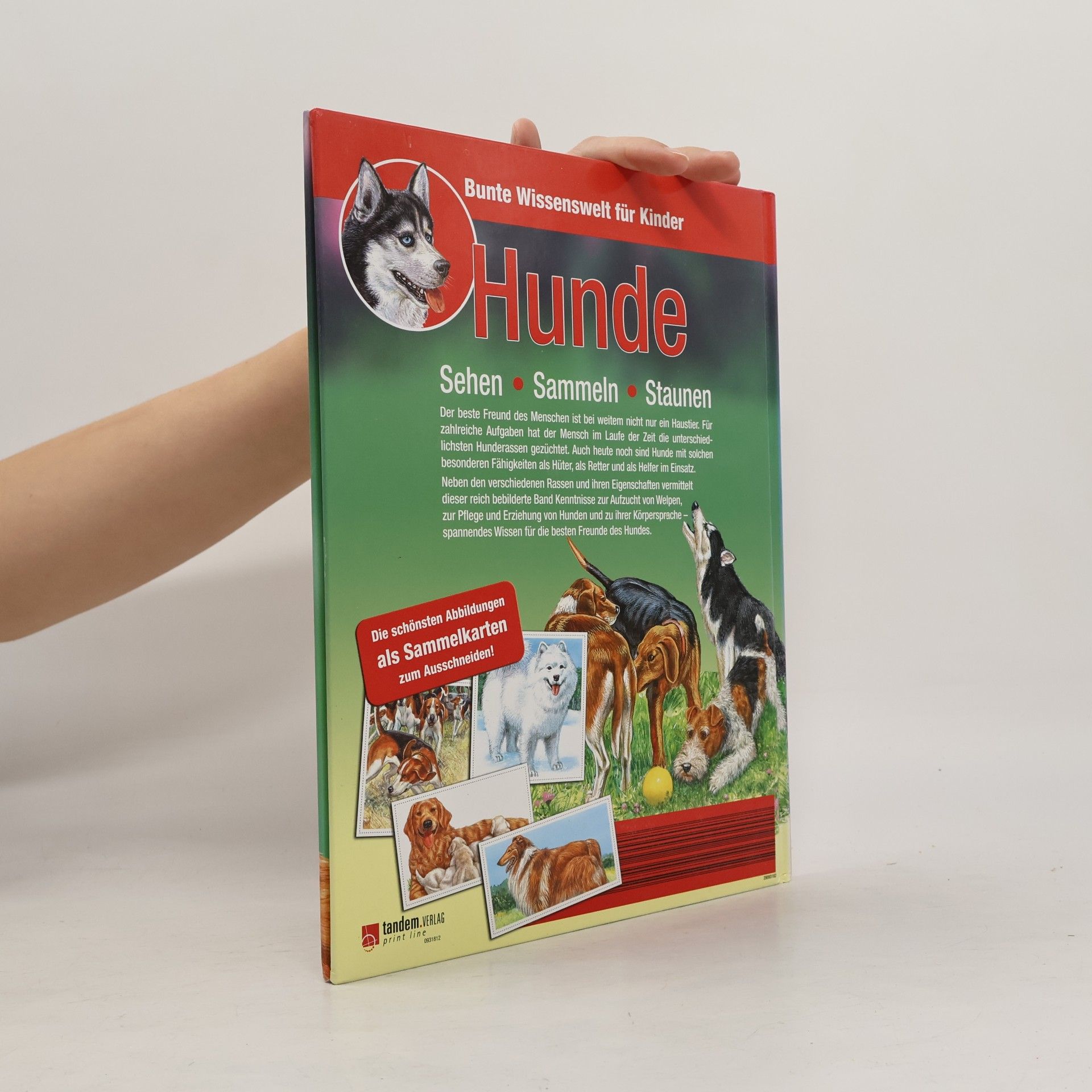 Autorenkollektiv Bunte Wissenswelt für Kinder. Hunde