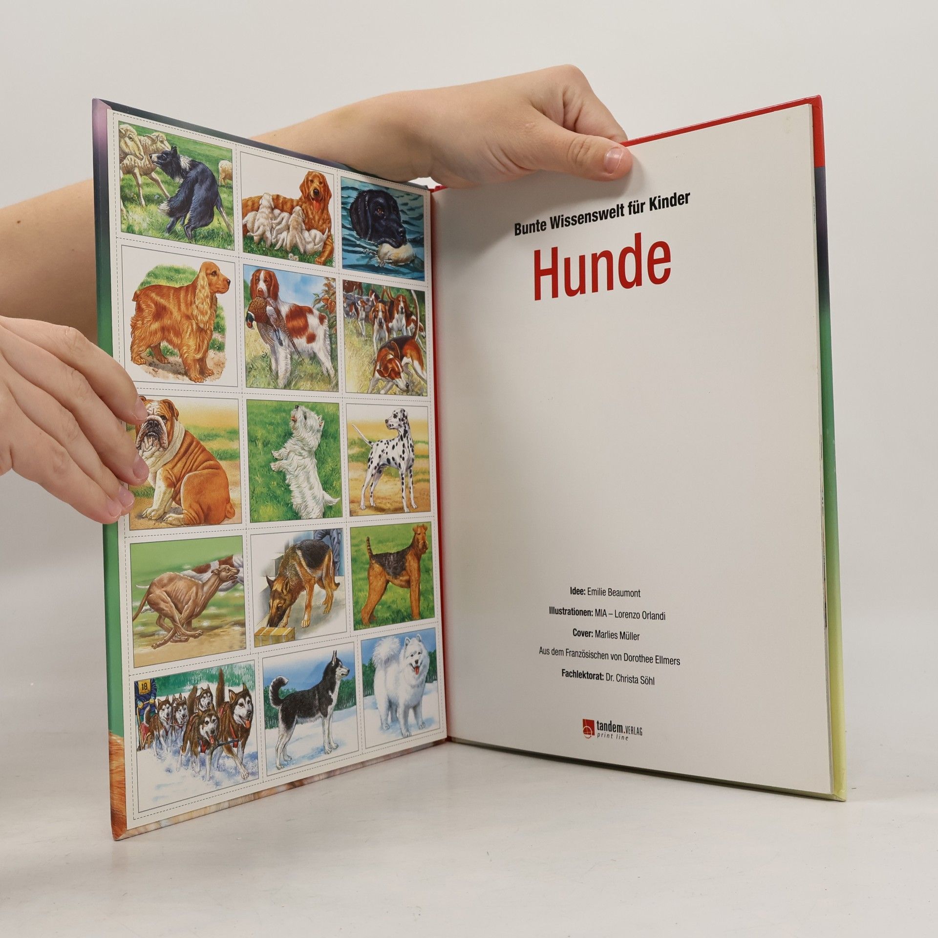 Autorenkollektiv Bunte Wissenswelt für Kinder. Hunde