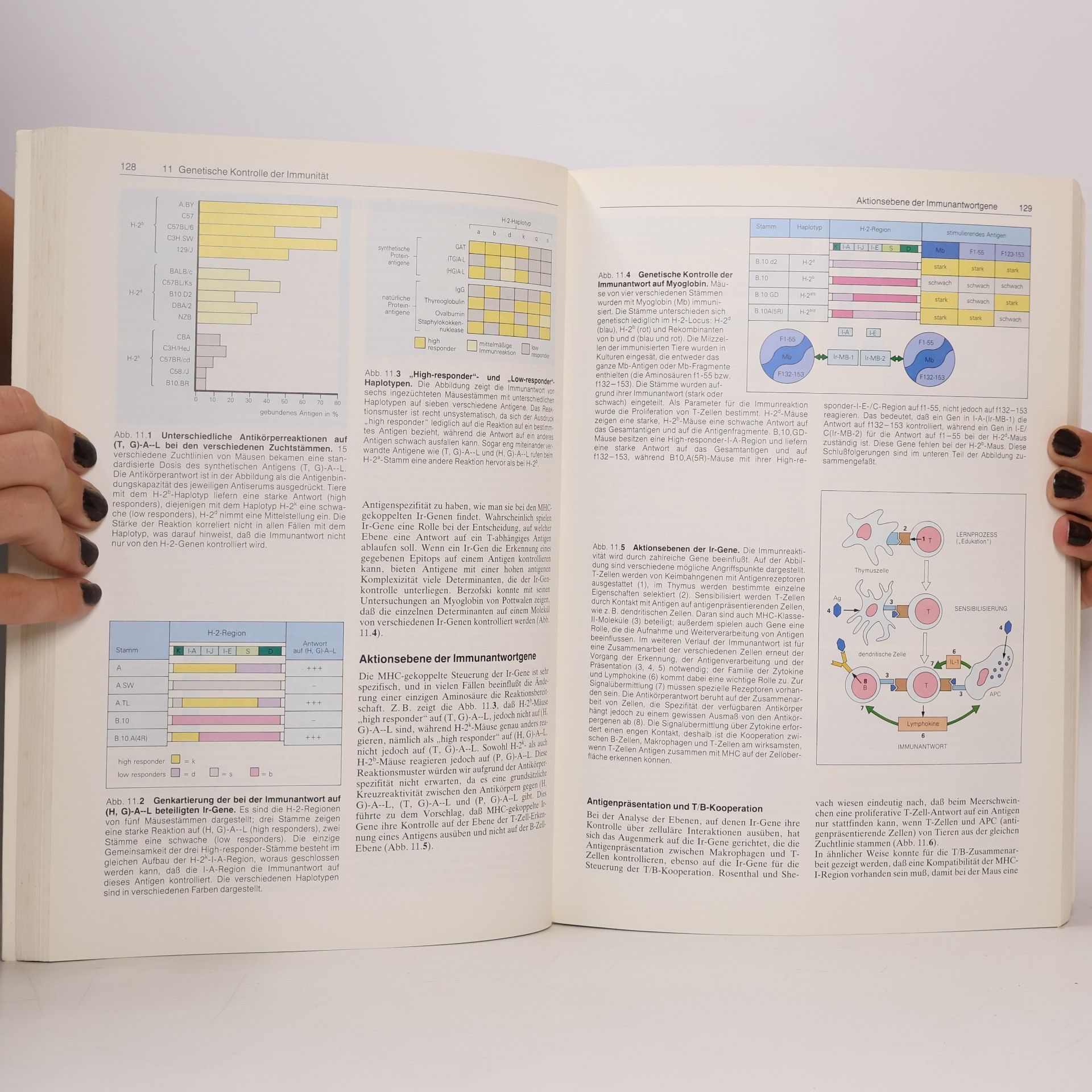 Ivan M. Roitt Kurzes Lehrbuch der Immunologie - 2. neubearbeitete Auflage