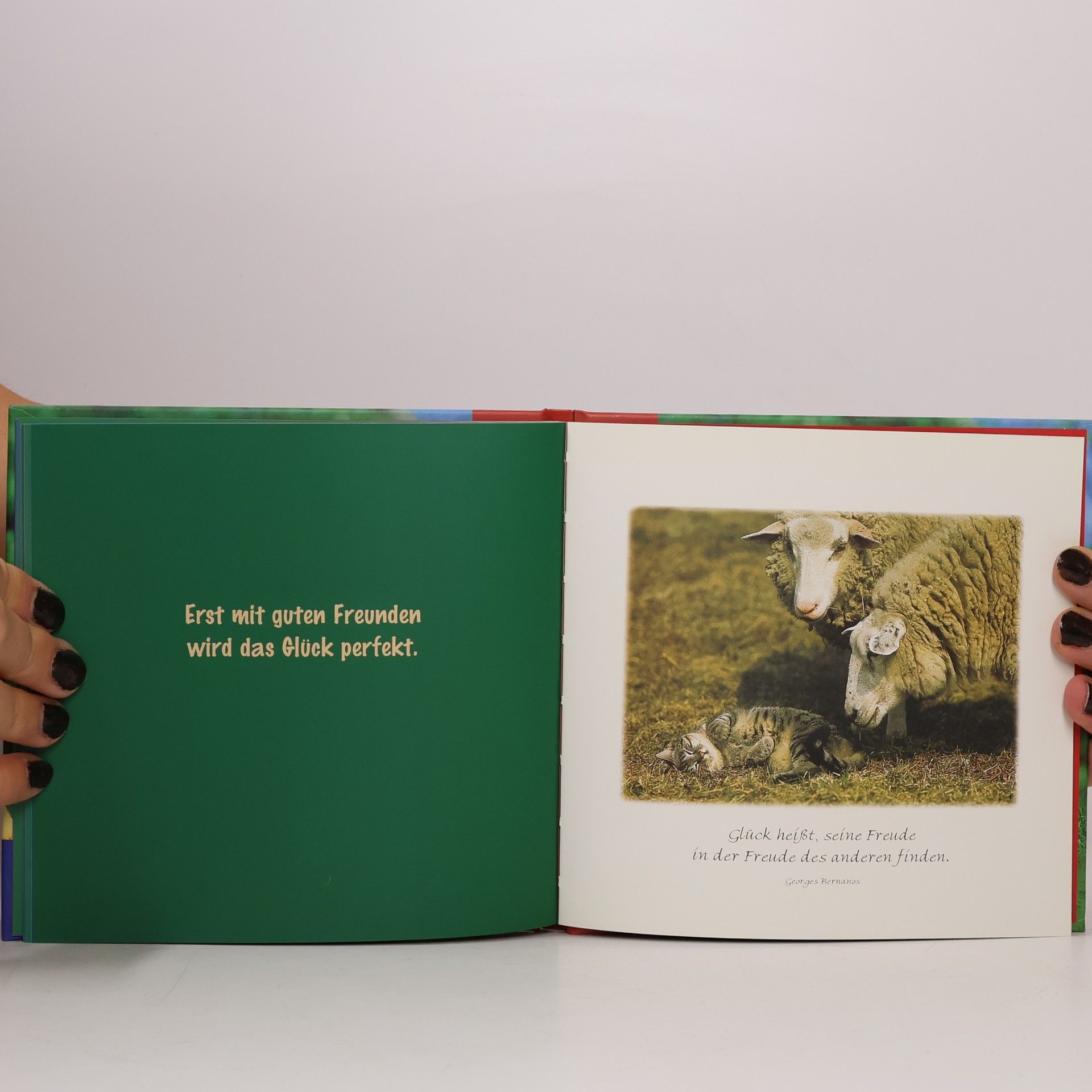 Vera Stein Das kleine Buch für große Freunde