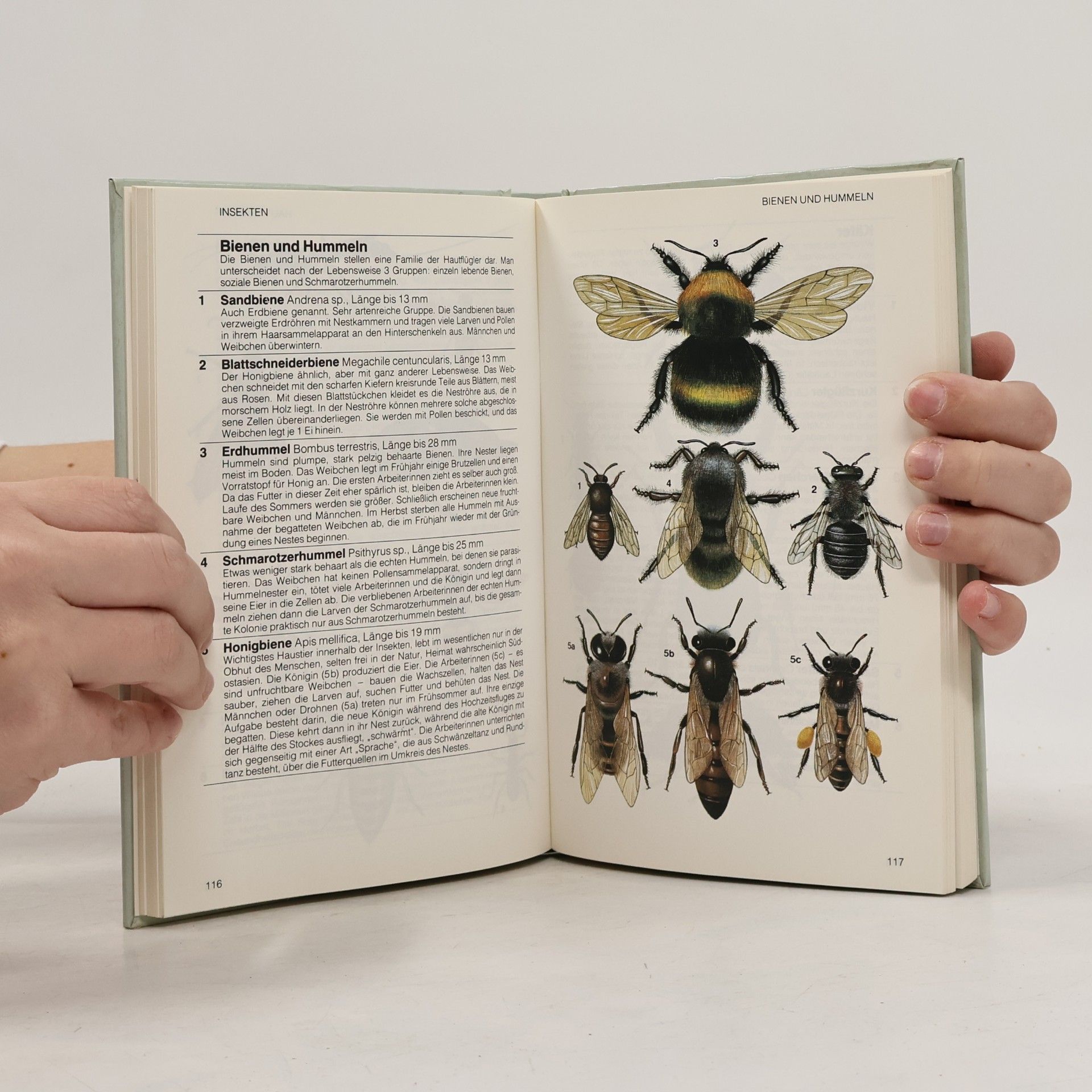 Marcus Würmli Handbuch Natur
