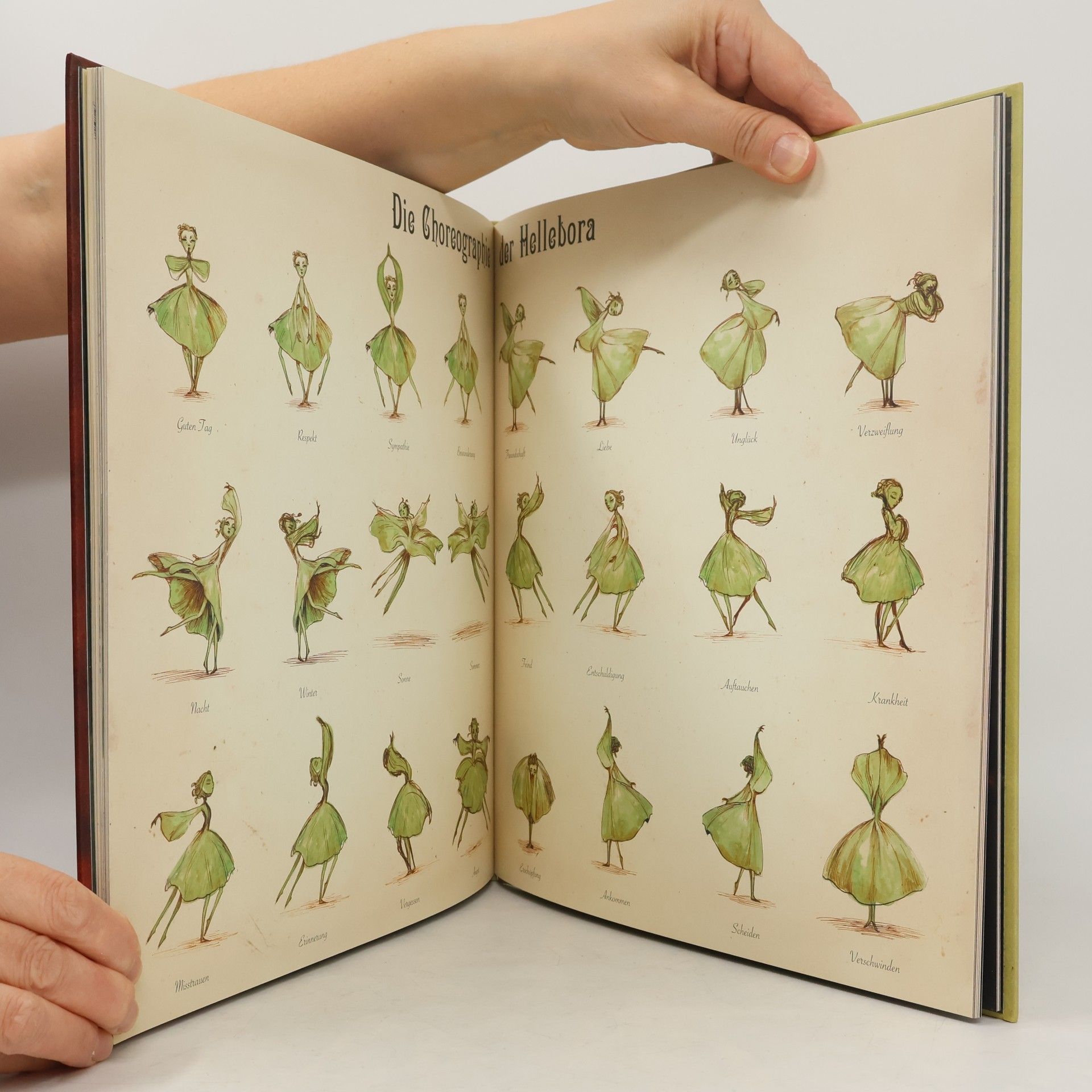 Benjamin Lacombe Das Elfen-Bestimmungsbuch
