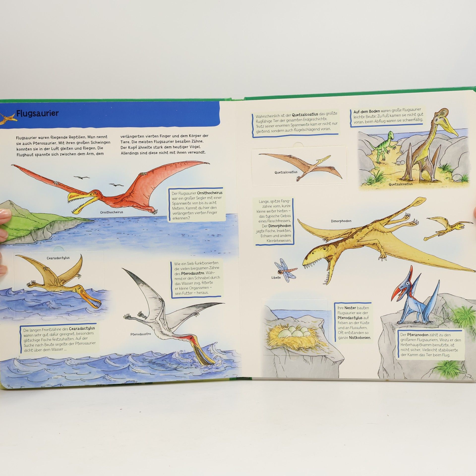 Heike Herrman Dinosaurier
