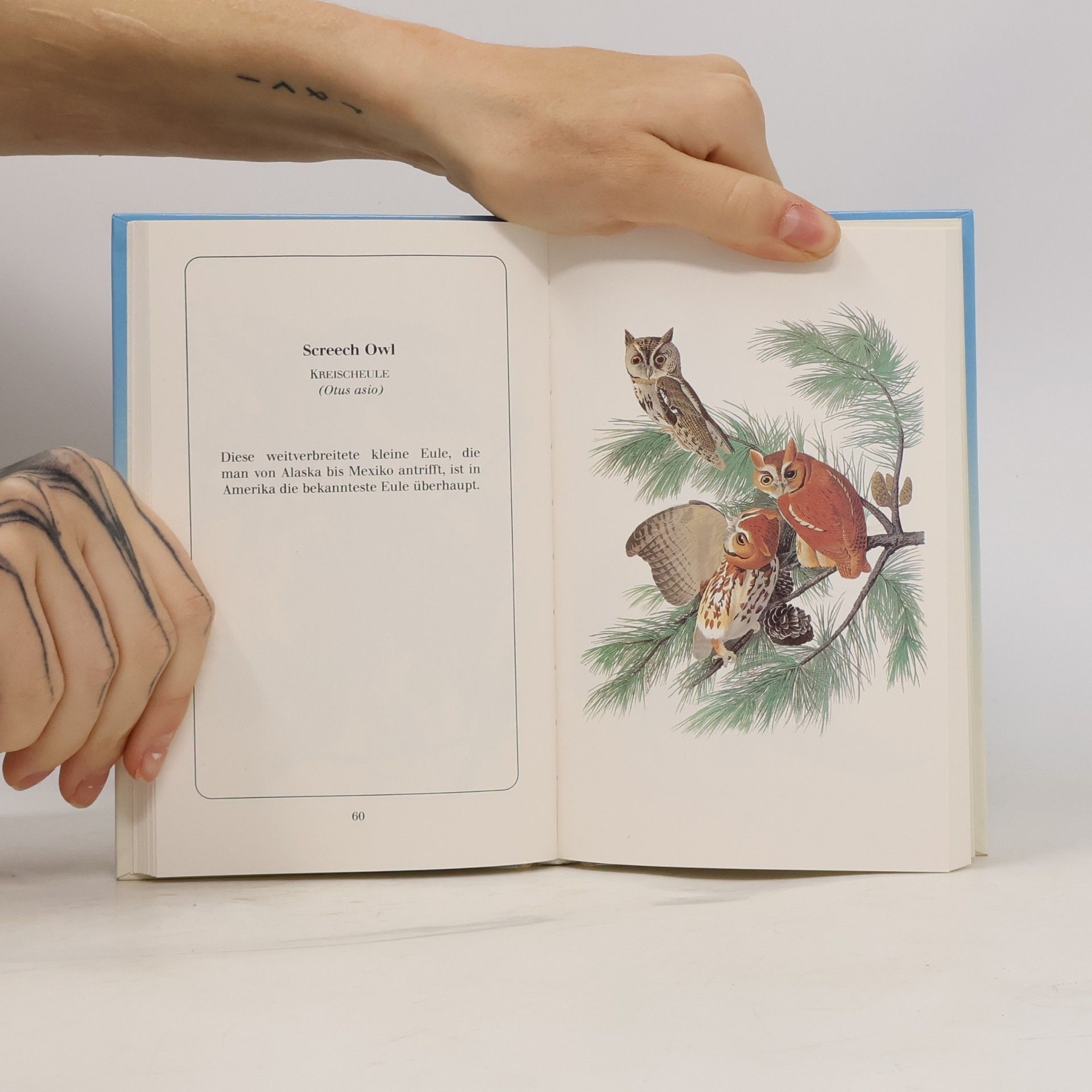 John James Audubon Audubon's birds of America