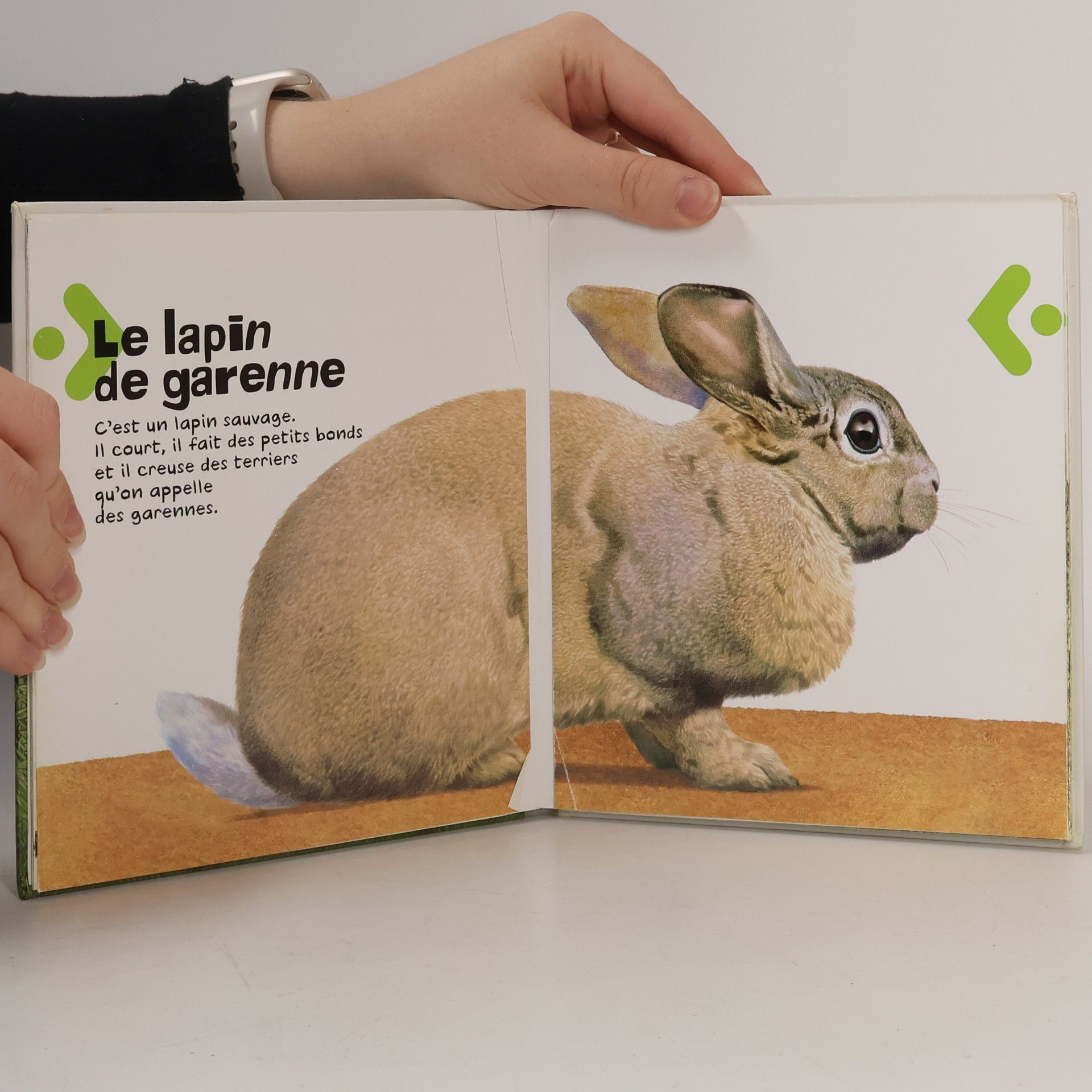 Bertrand Fichou Les animaux de la campagne