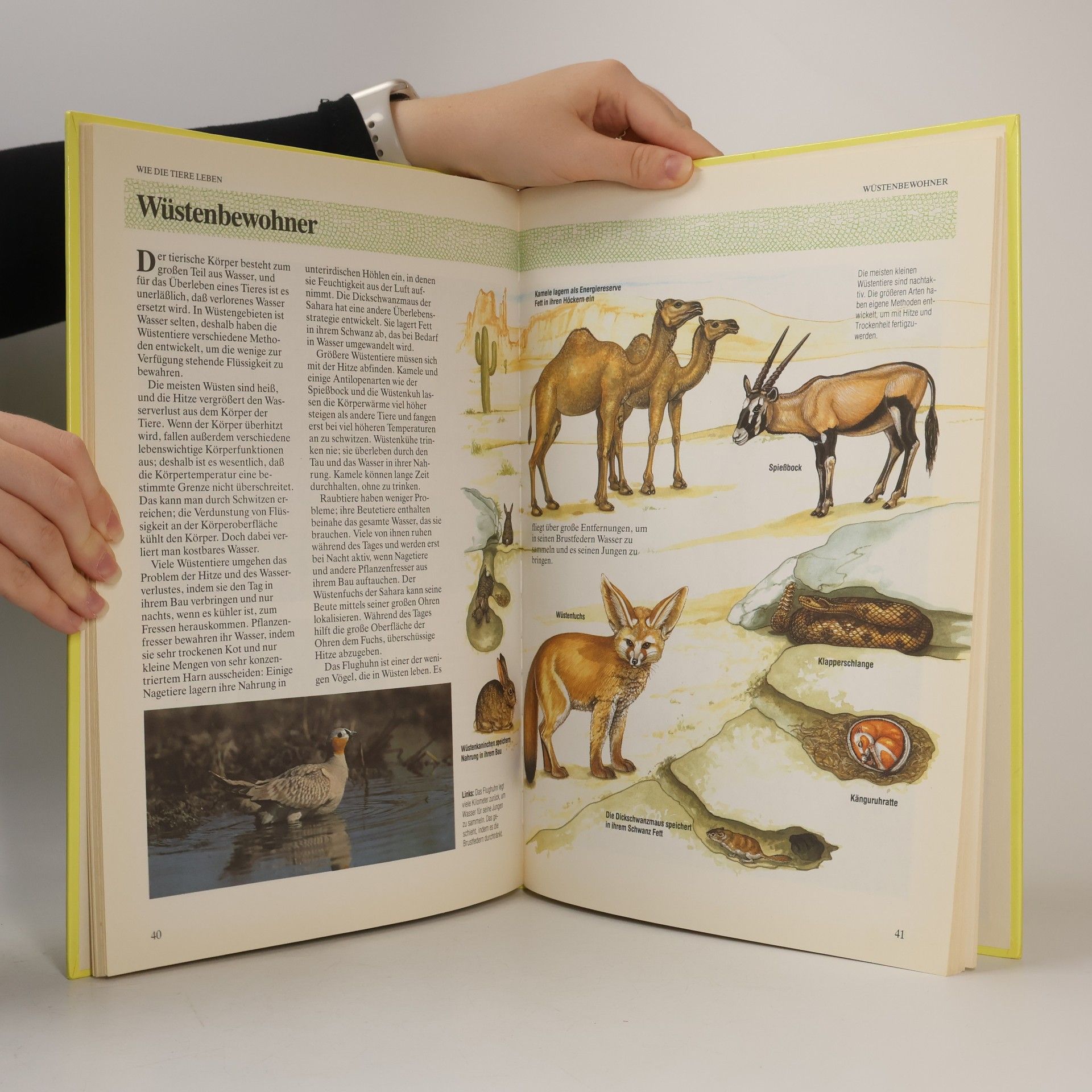Mark Lambert Mein grosses Buch über das Leben der Tiere