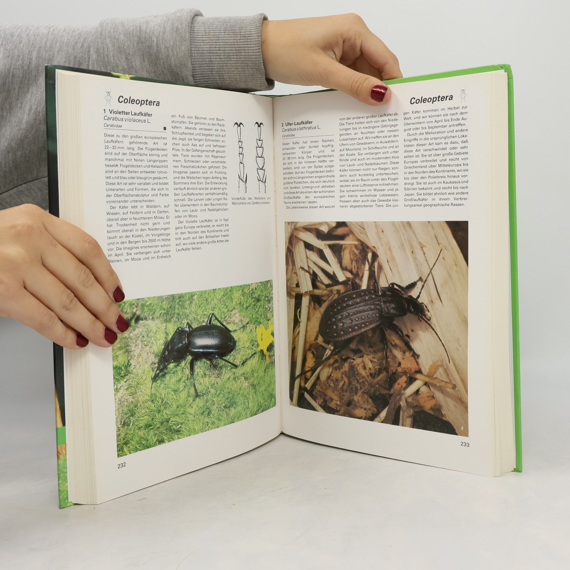Kolektiv autorů Insekten