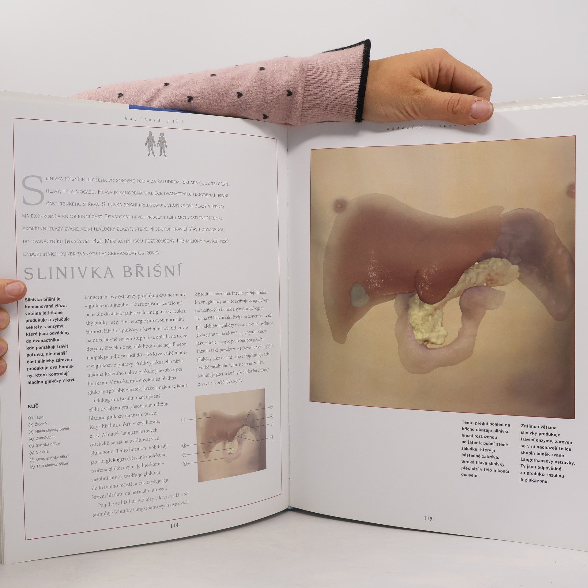 Thomas McCraken Nový atlas anatomie člověka 3D