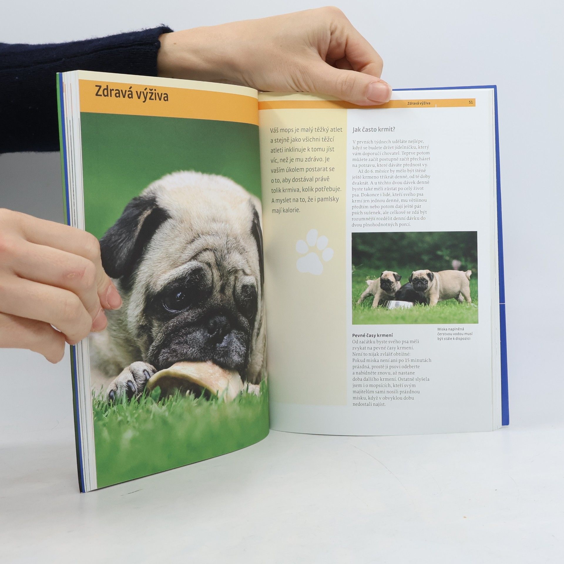 Lea Smrčková Mops - výběr, chov, výcvik, zábava