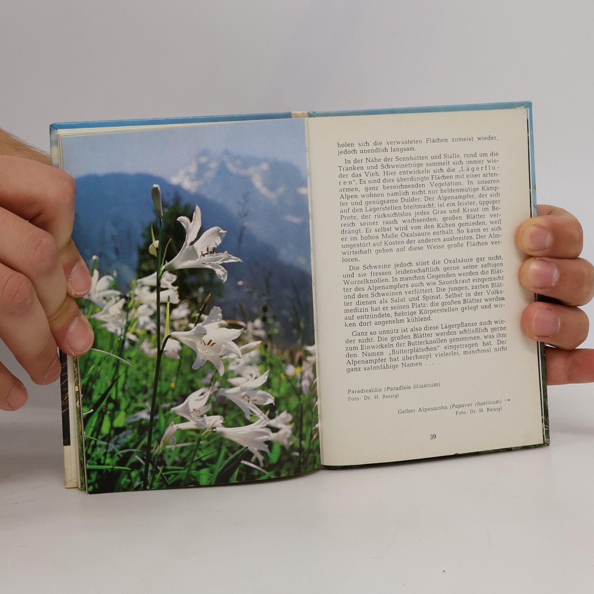 Elfrune Wendelberger Die Alpen blühen
