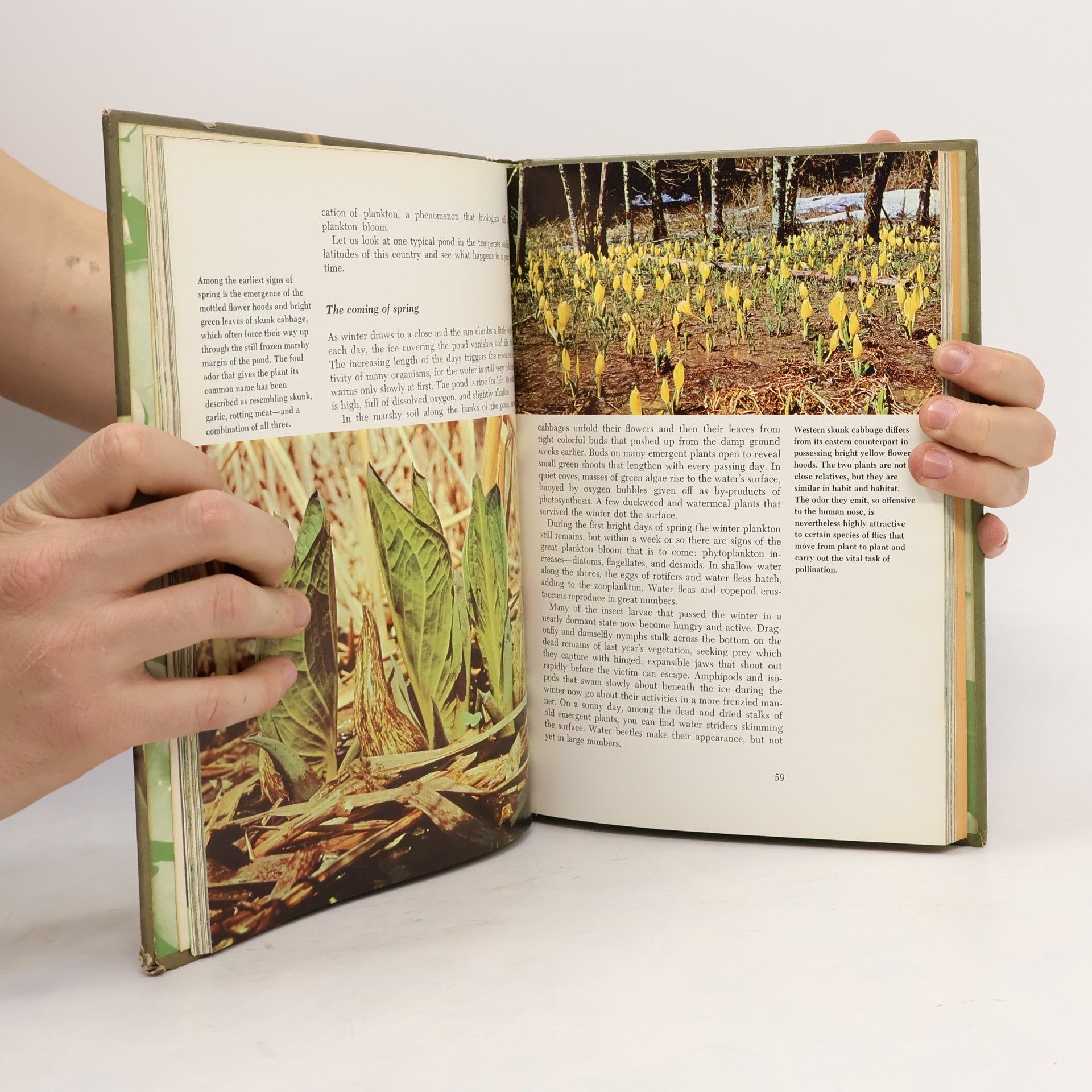 Various authors The Life of the Pond