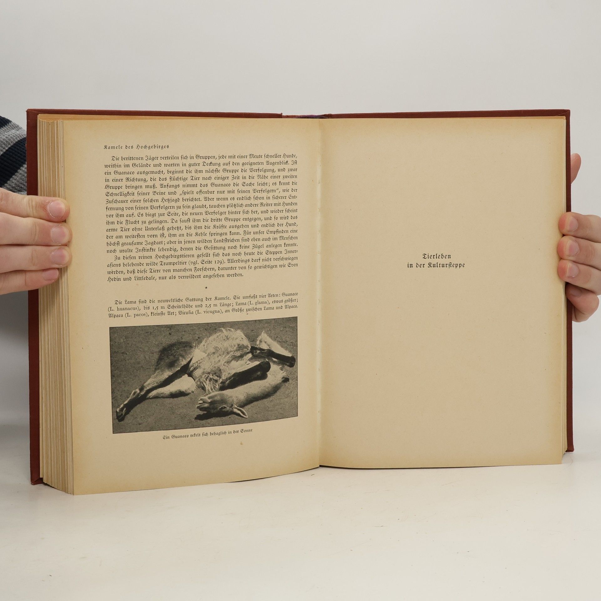 Autorenkollektiv Das Reich der Tiere 3