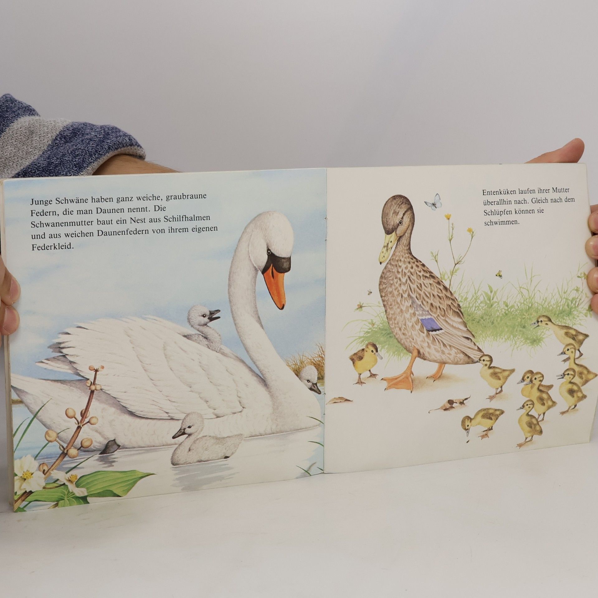 Harry MacNaught Tierkinder und ihre Eltern