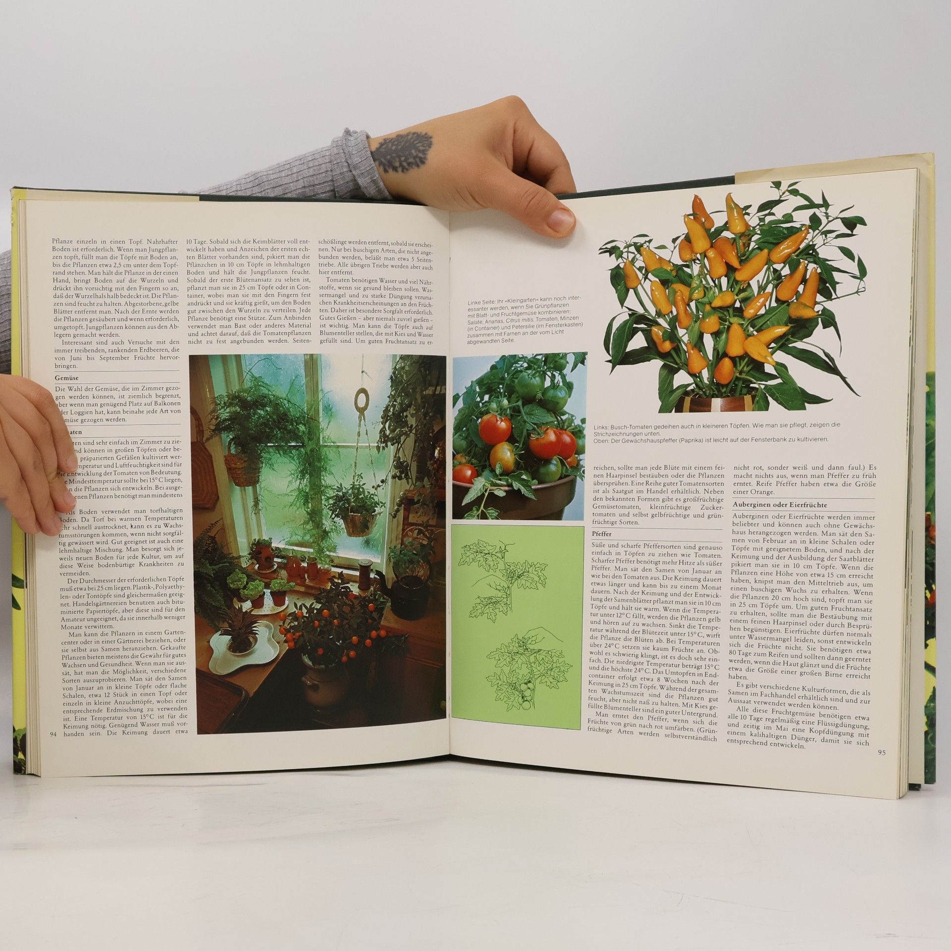 Auteurscollectief Das große Zimmerpflanzen-Buch