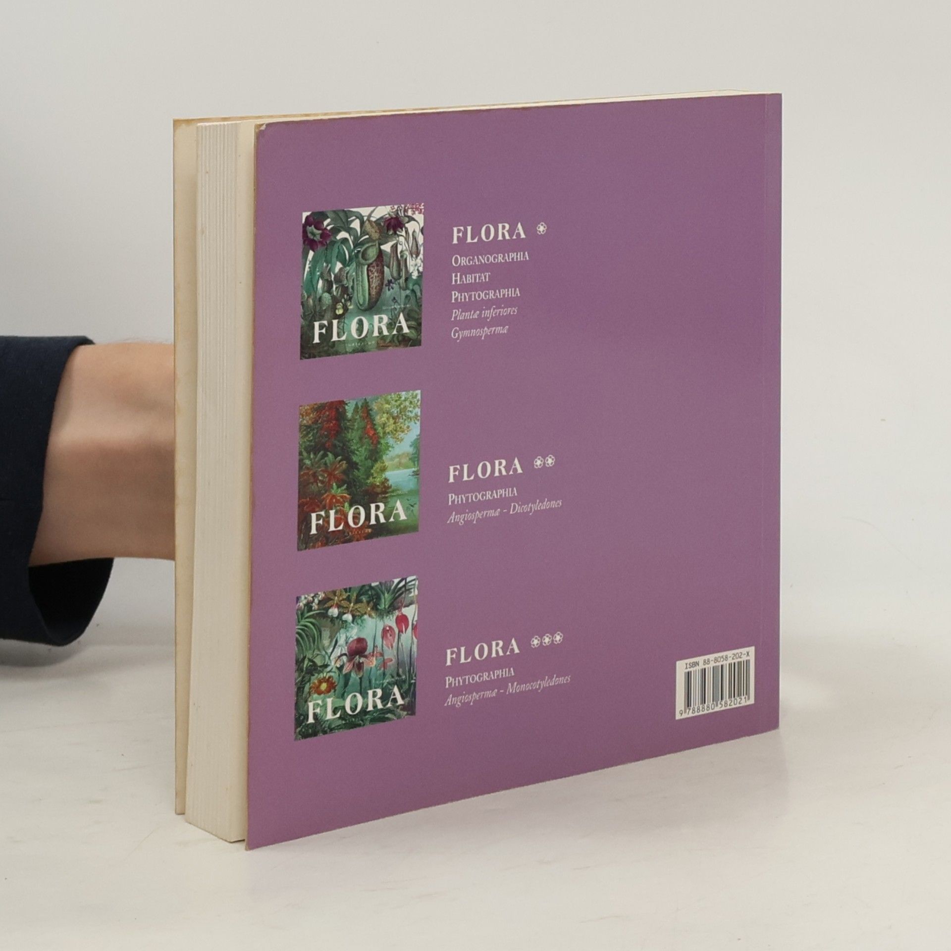 Giovanni Santi Mazzini Flora 3