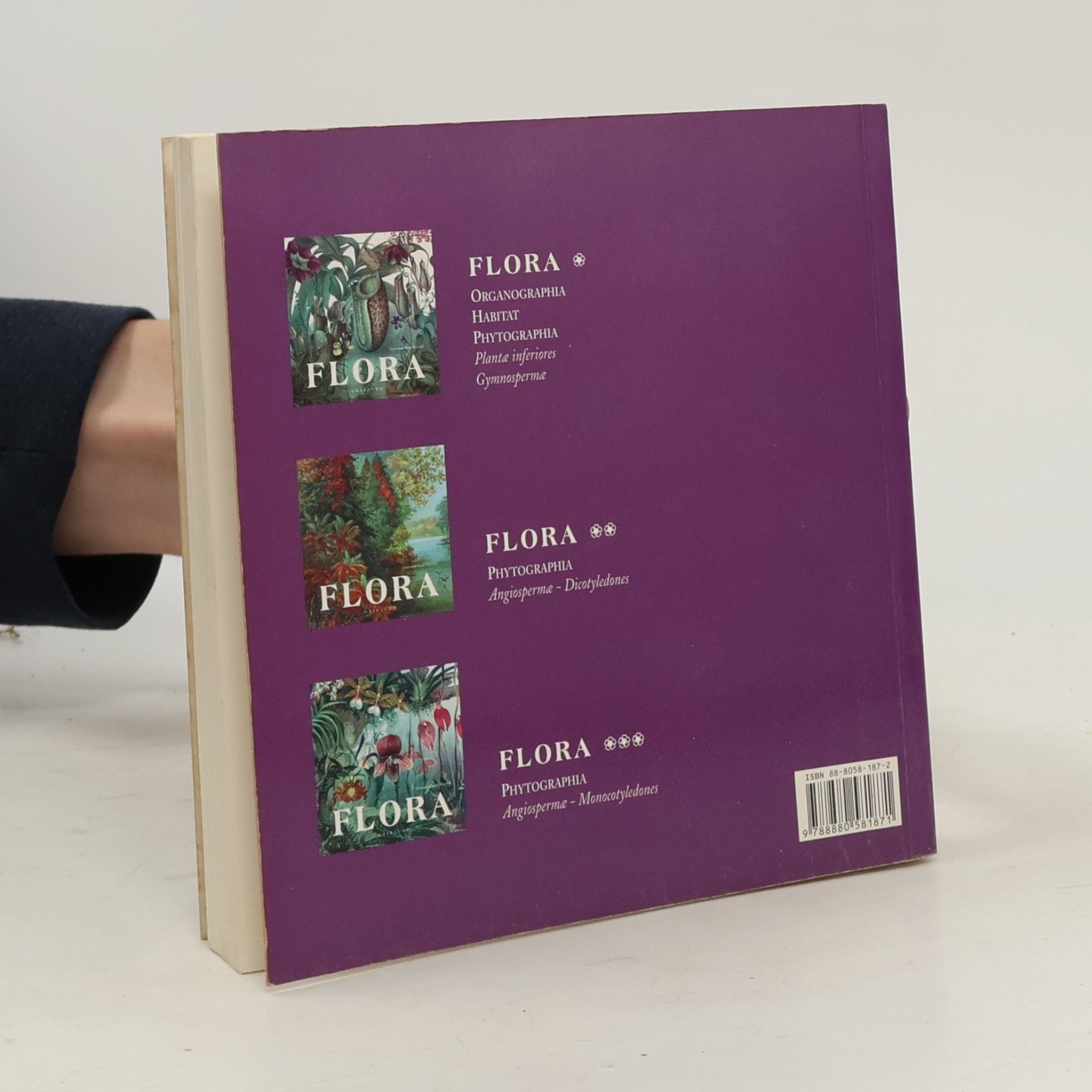 Giovanni Santi Mazzini Flora 1