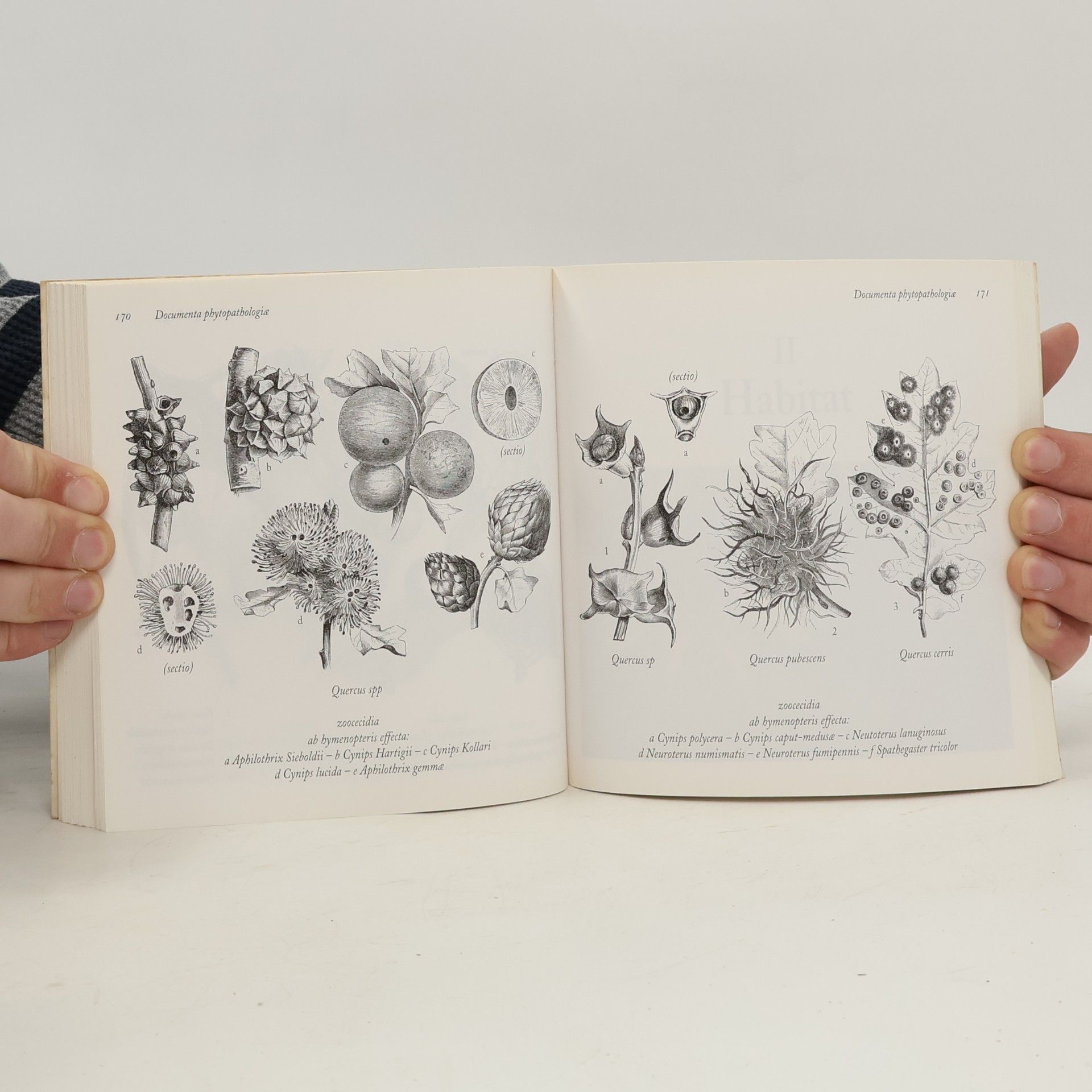 Giovanni Santi Mazzini Flora 1