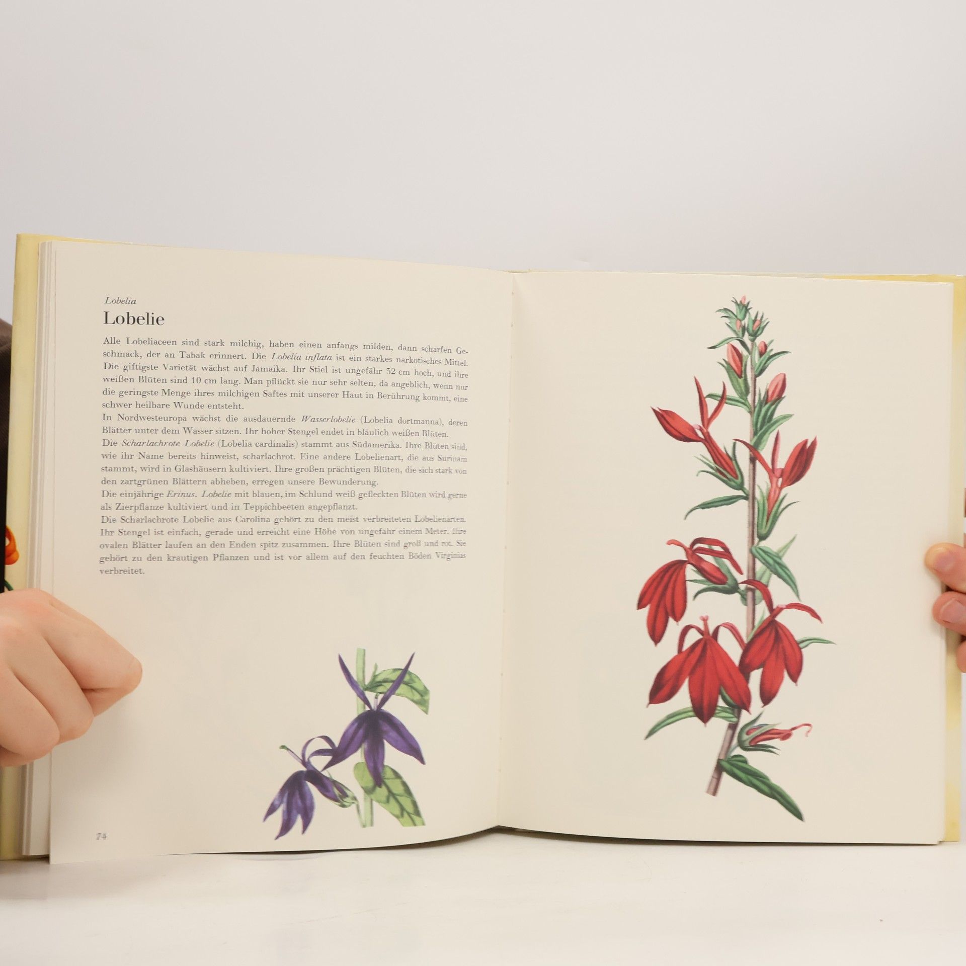 Kolektiv autorů Die wunderbare Welt der Gartenblumen