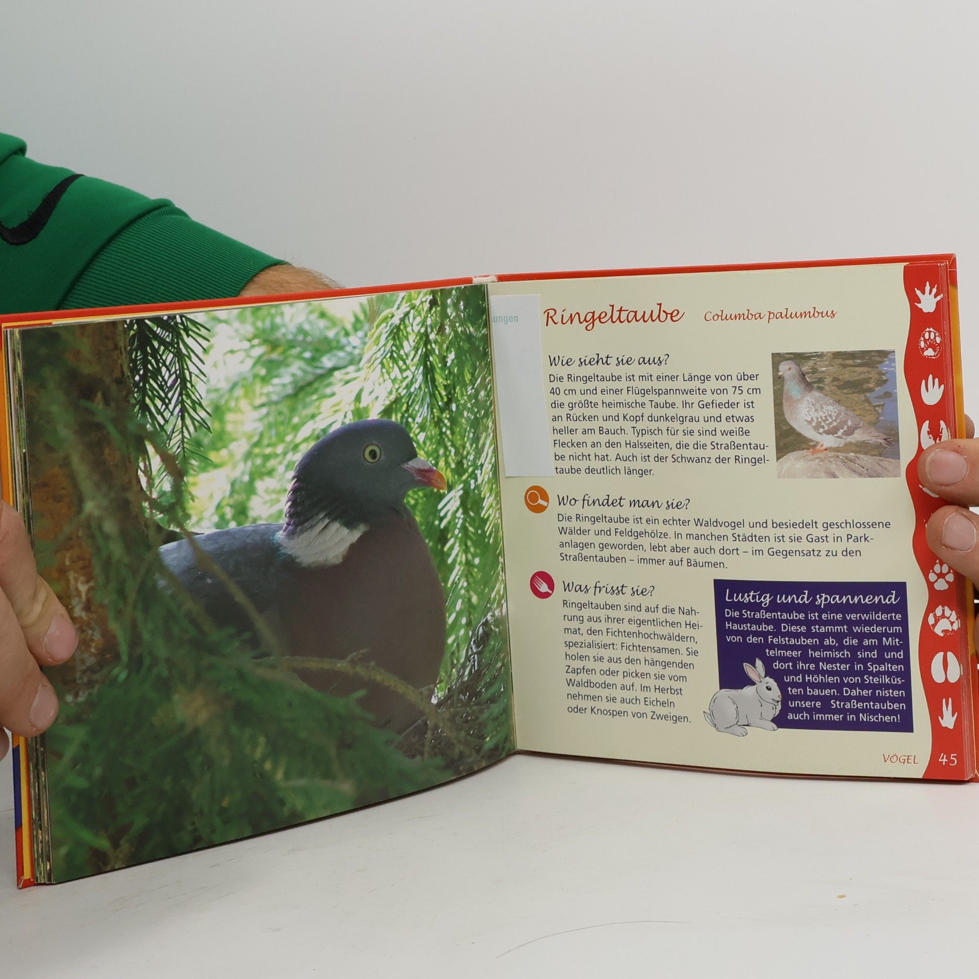 Collectif d'auteurs Naturführer für Kids