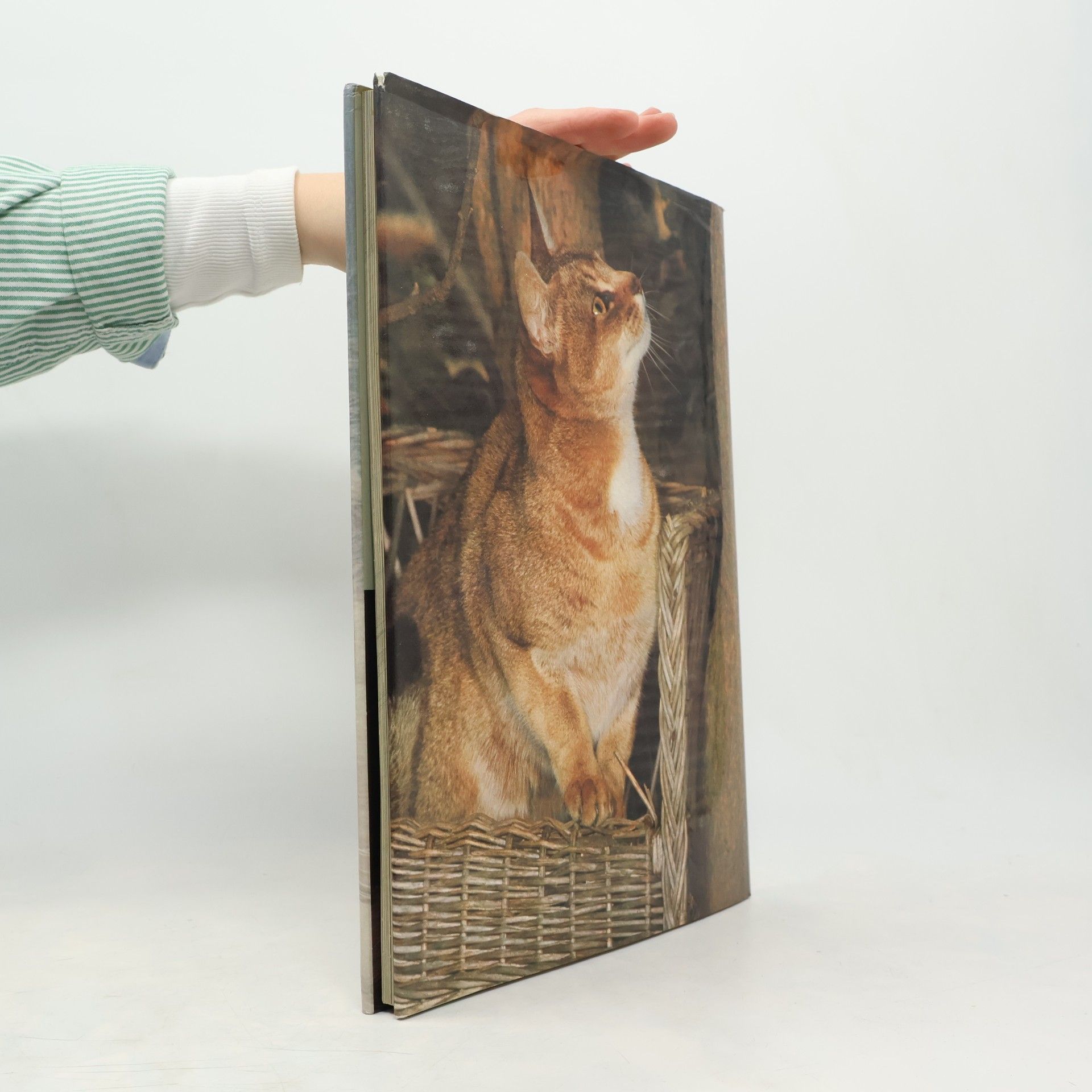 Christine Metcalf Katzen in Farbe